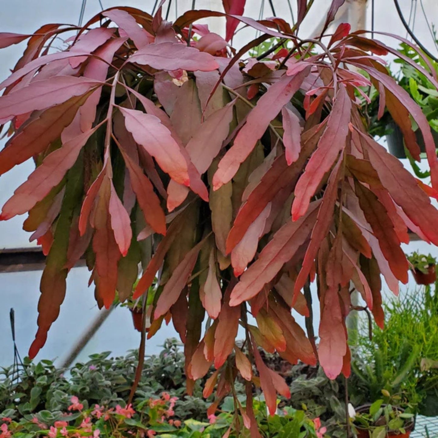 Fresh Cut Pseudorhipsalis Rhipsalis Ramulosa Red - Tropical Succulent Clippings for Home Decor and Plant Collections