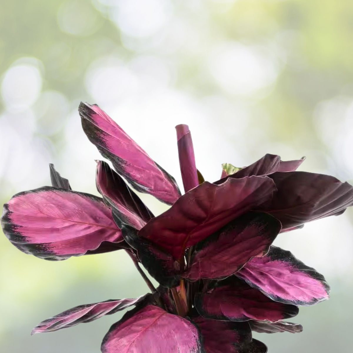 Live Plant - 14" Lavender Pink Dark Maroon - (Scientific Name)