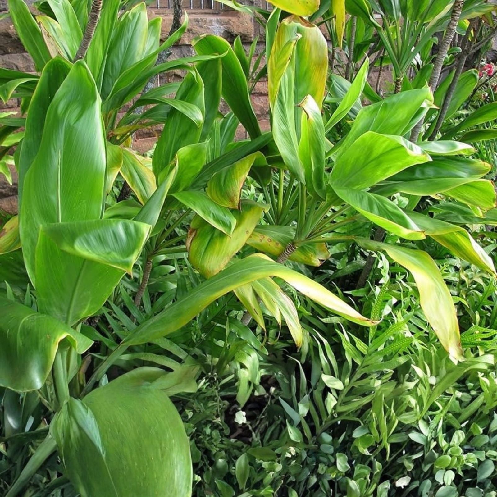 Hawaiian Green Ti Leaf Fresh Cuttings 6-Inch Starter Logs x6 - Cordyline fruticosa Tropical Plant Propagation