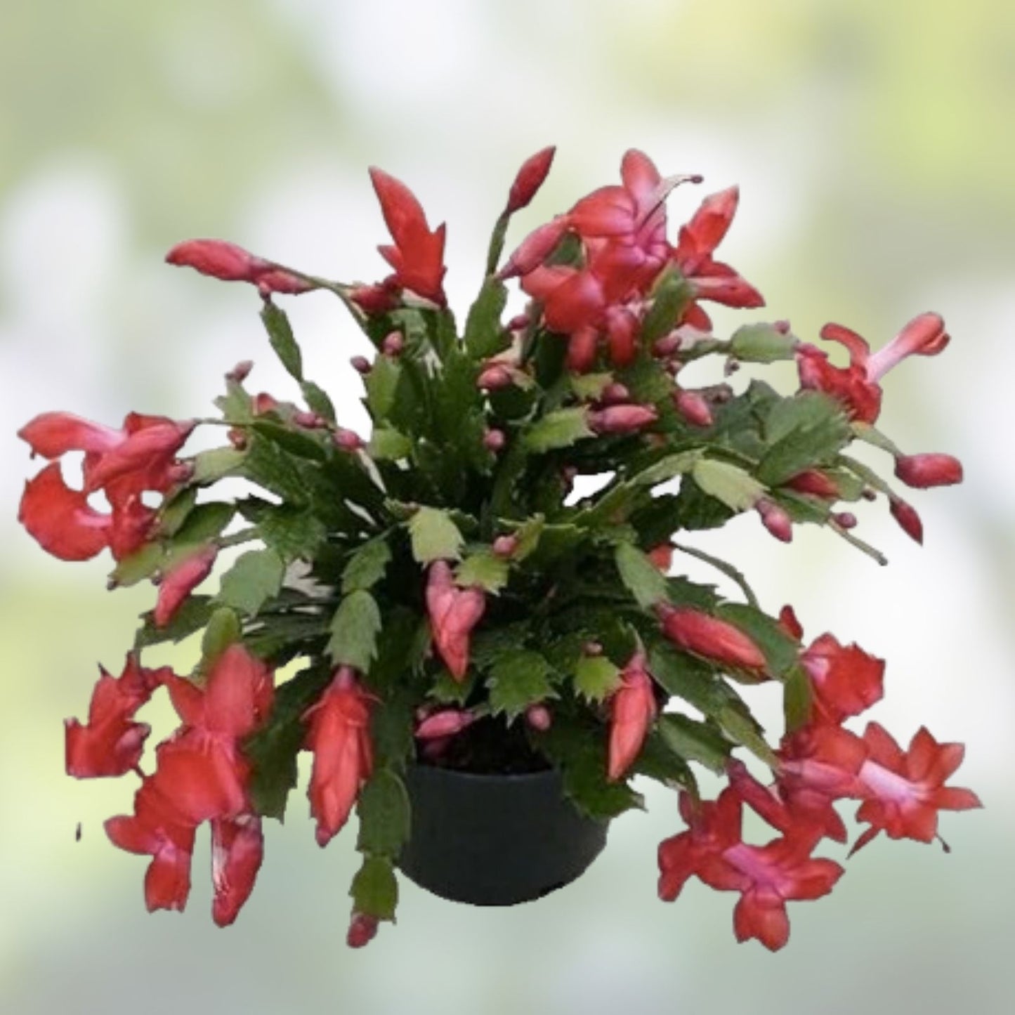 Christmas Cholla Cactus Cuttings - 2 Pieces, Opuntia Leptocaulis, Drought-Tolerant Succulent, Easy to Grow, Indoor or Outdoor Plant