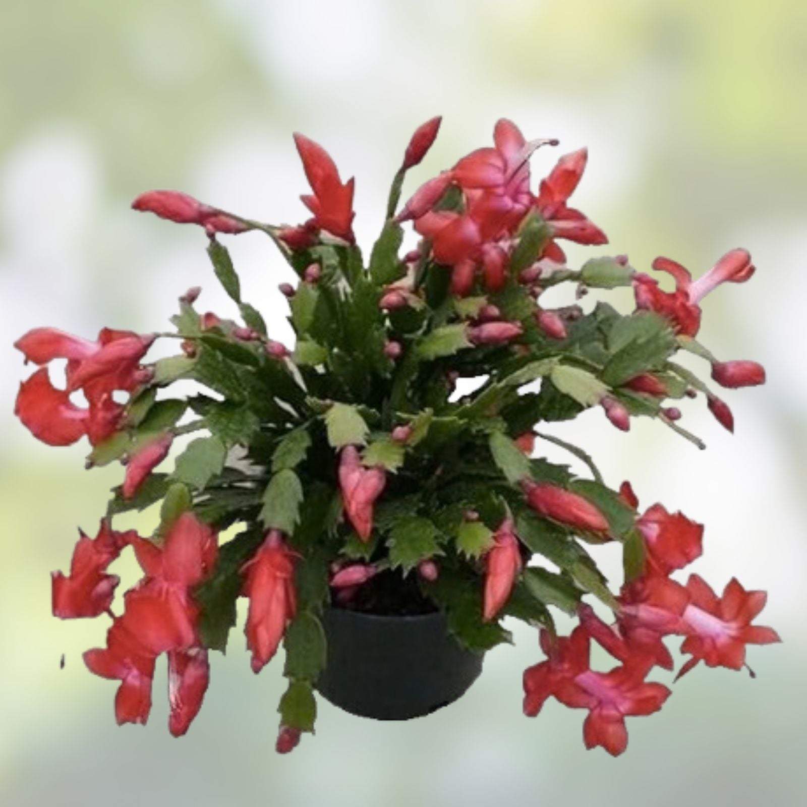 Christmas Cholla Cactus Cuttings - 2 Pieces, Opuntia Leptocaulis, Drought-Tolerant Succulent, Easy to Grow, Indoor or Outdoor Plant