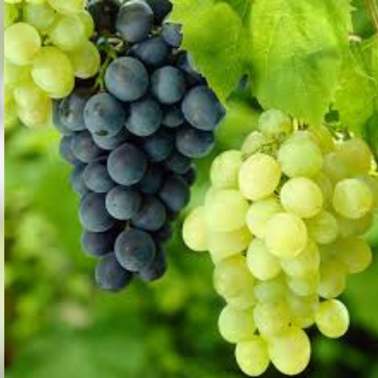 Sweet Grape Vine Cutting in Pot, Seedless Green, Ready to Plant, Vitis vinifera, Grape Plant, Fruit Vine, Garden Plant