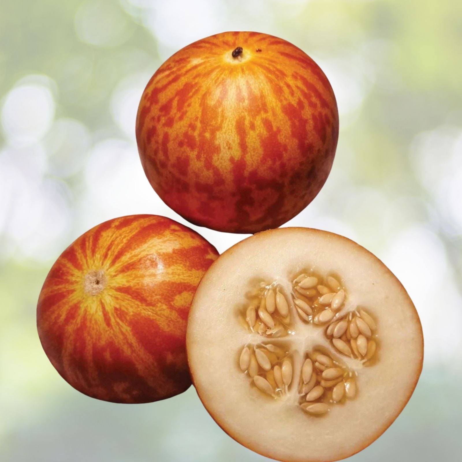 Tigger Melon Seeds - 15 Edible Muskmelon & Ornamental Vine - Cucumis Melo