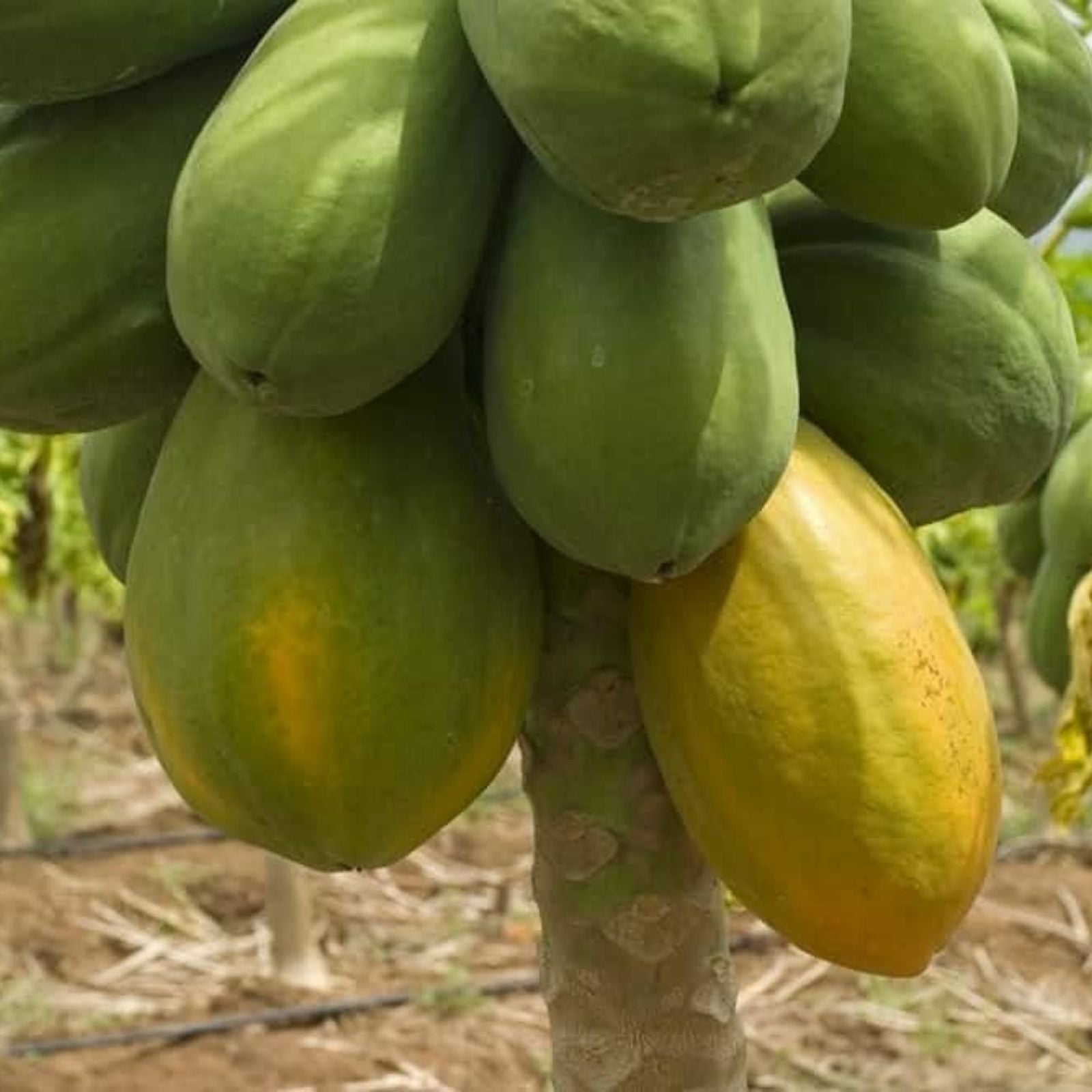 Red Heart Creamy Papaya Seeds – 50 Fresh Carica papaya Seeds for Home Garden, Fruit Plant, Edible Seeds