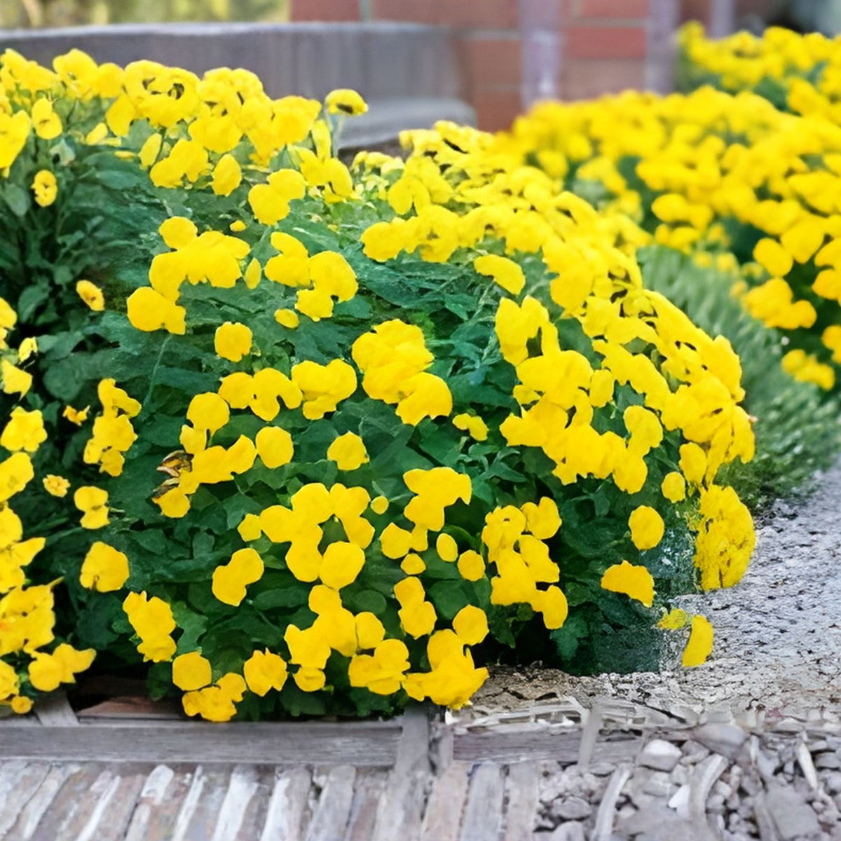 Chrysanthemum Seeds 200+ Sunny Daze Mum Annual Flower Colorful Blooms Easy to Grow Chrysanthemum morifolium
