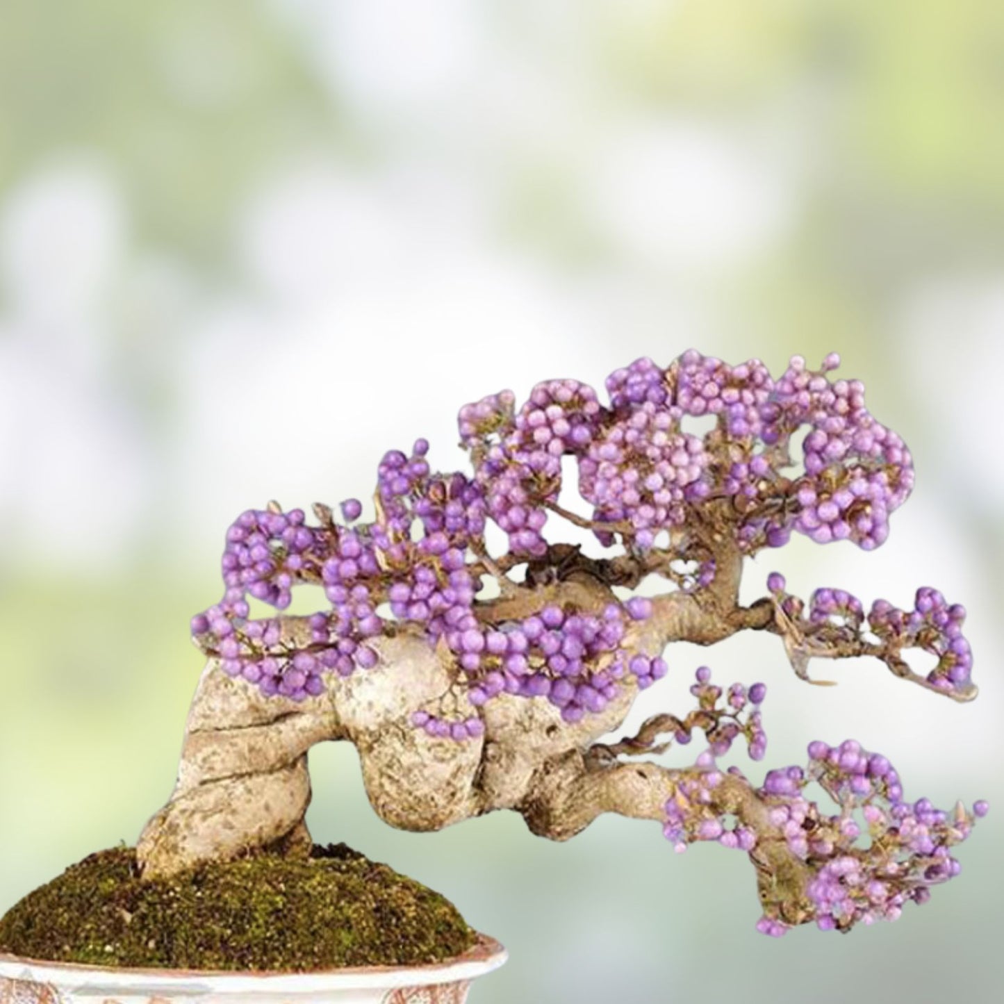 Bonsai Beauty Berry Seeds - 20 Non-GMO Callicarpa Americana Seeds for Gardens and Landscapes - Unique Shrub Plant