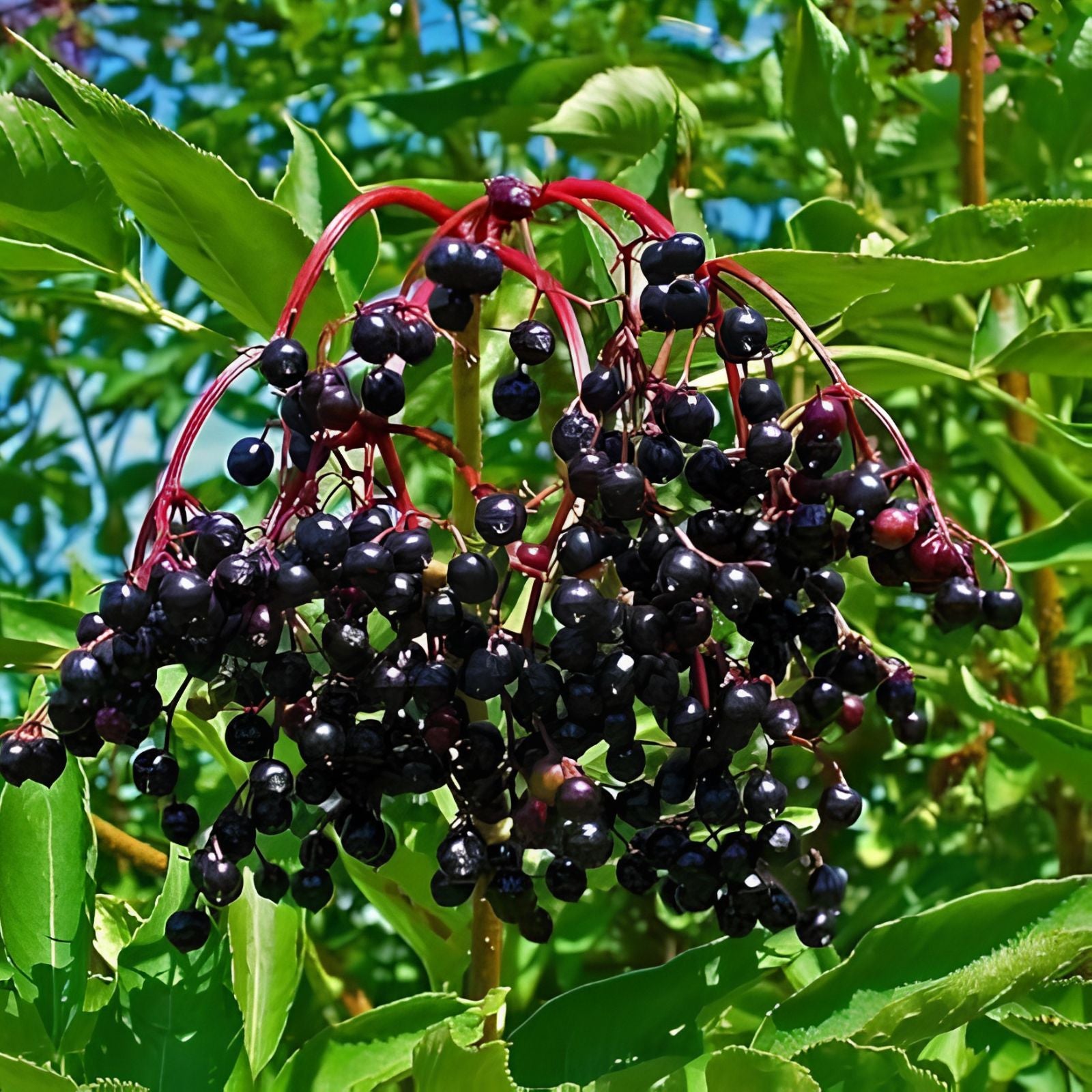 Fresh Elderberry Cuttings 5 Pack | Black Berries | Sambucus nigra | Live Planting Material