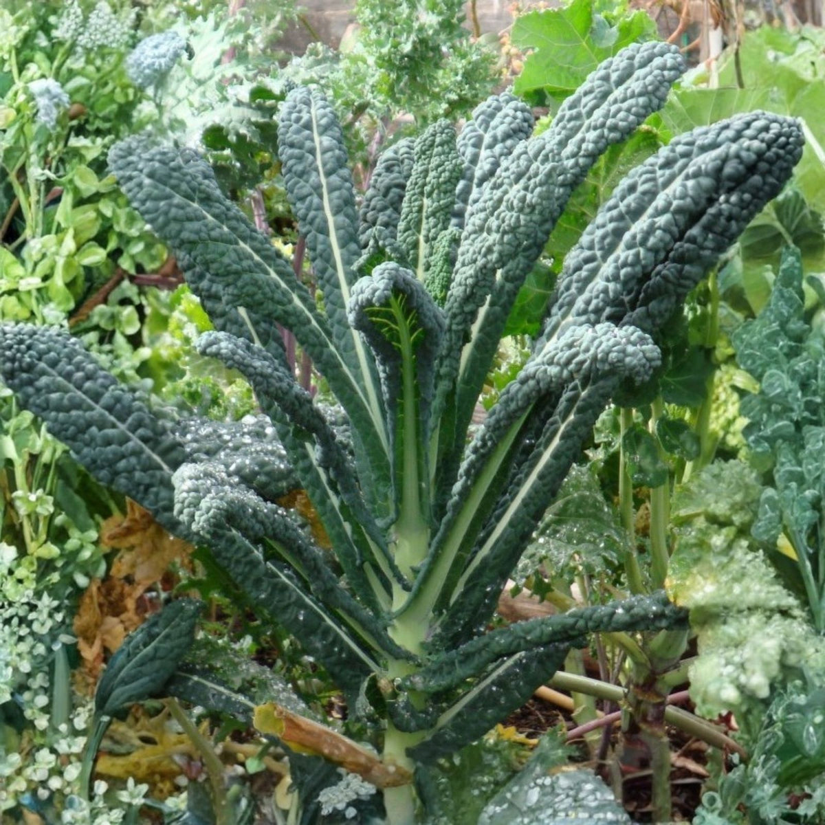 Black Tuscany Kale Seeds – Heirloom Organic Non-GMO Brassica oleracea 'Nero di Toscana' Garden Seeds