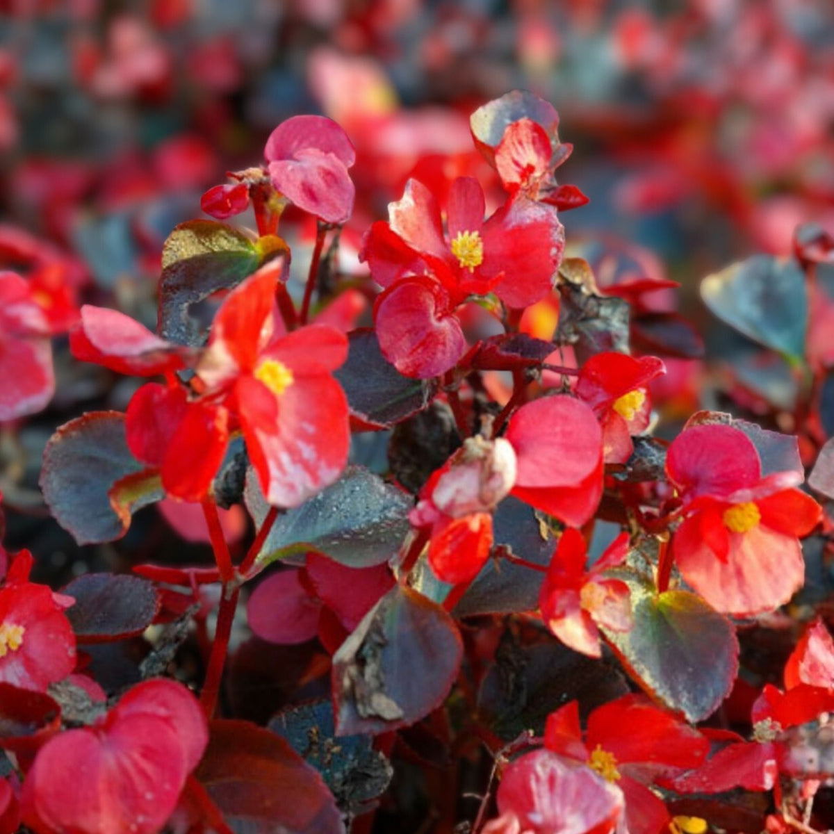 Candy Floss Begonia Seeds 45 or 125 Non-GMO Flower Seeds Beautiful Floral Variety Begonia semperflorens