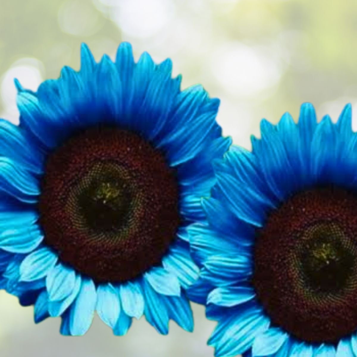 Midnight Oil Blue Sunflower Seeds - 50PCs - Rare Bonsai Black Hybrid - Helianthus annuus