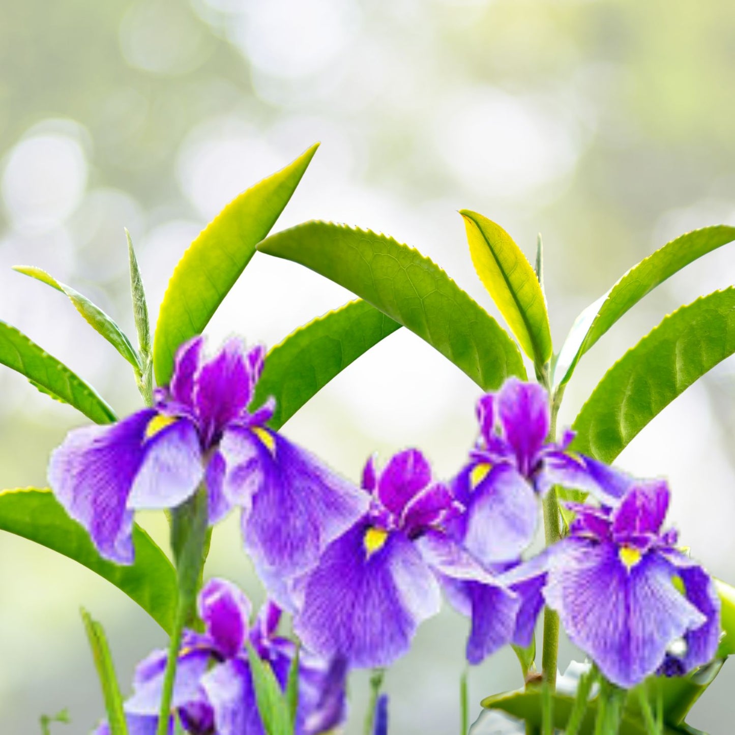 Purple Iris Bulbs - 5 Rhizomes for Planting - Easy to Grow Perennial Iris - Iris germanica