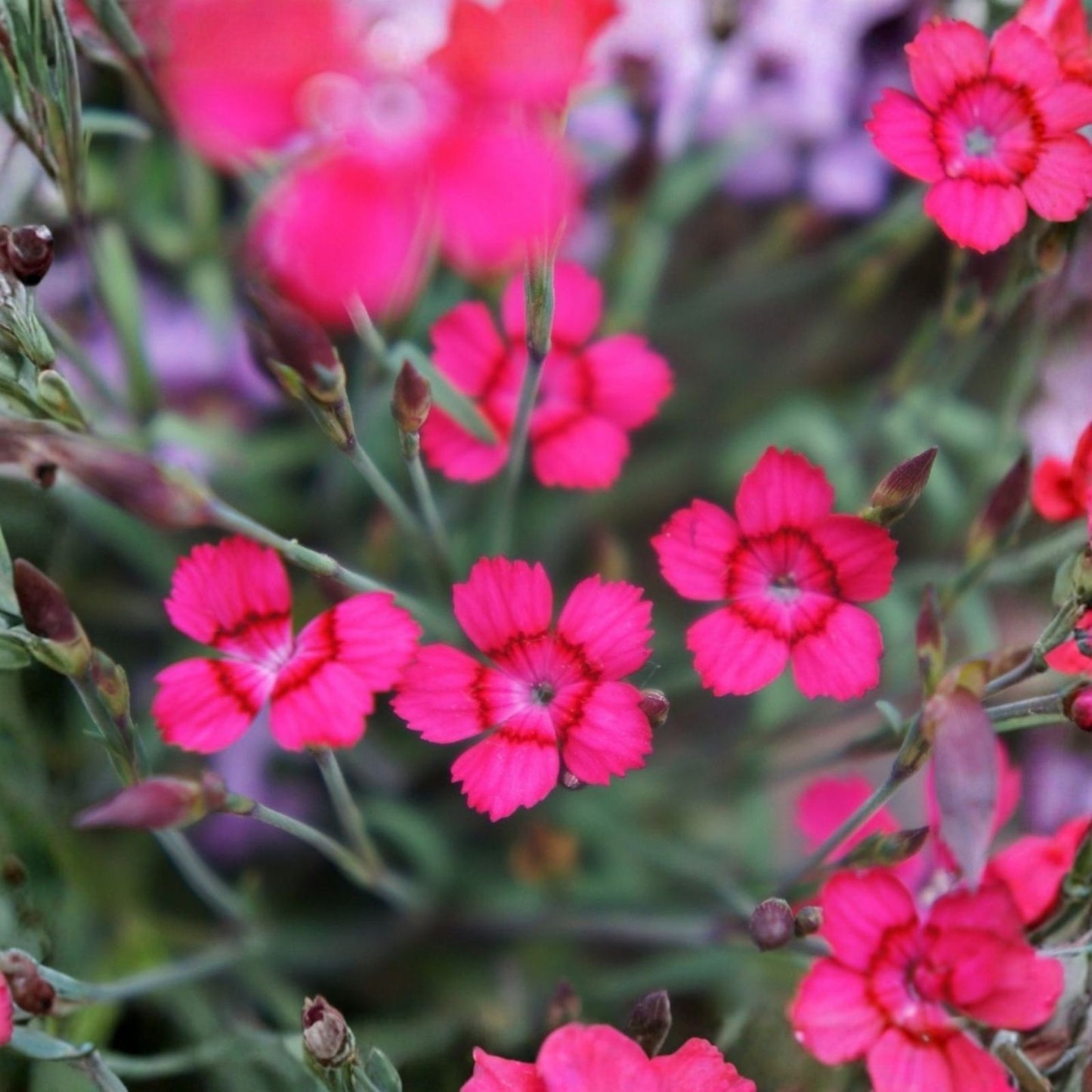 Carmine Drizzle Dianthus Seeds 500+ Bulk Annual Flower Seeds Carnation Variety Dianthus caryophyllus