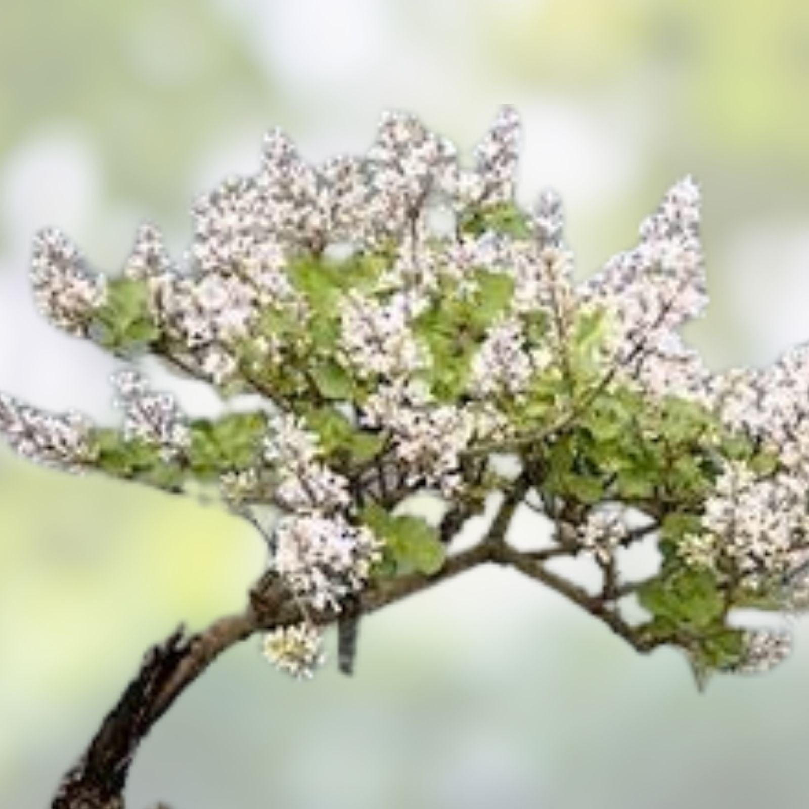 Early White Lilac Seeds 50+ | Prized for Bonsai | Syringa vulgaris | Fragrant Flowering Shrubs