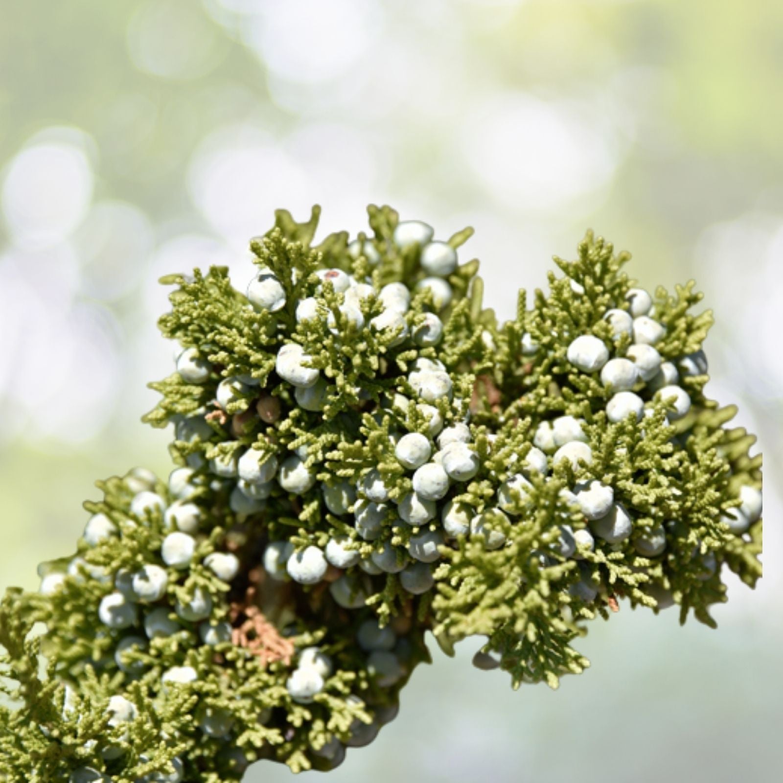 Juniper Seeds - 5+ Medicinal Seeds - One Seed Sacred Tree - Juniperus monosperma - Evergreen