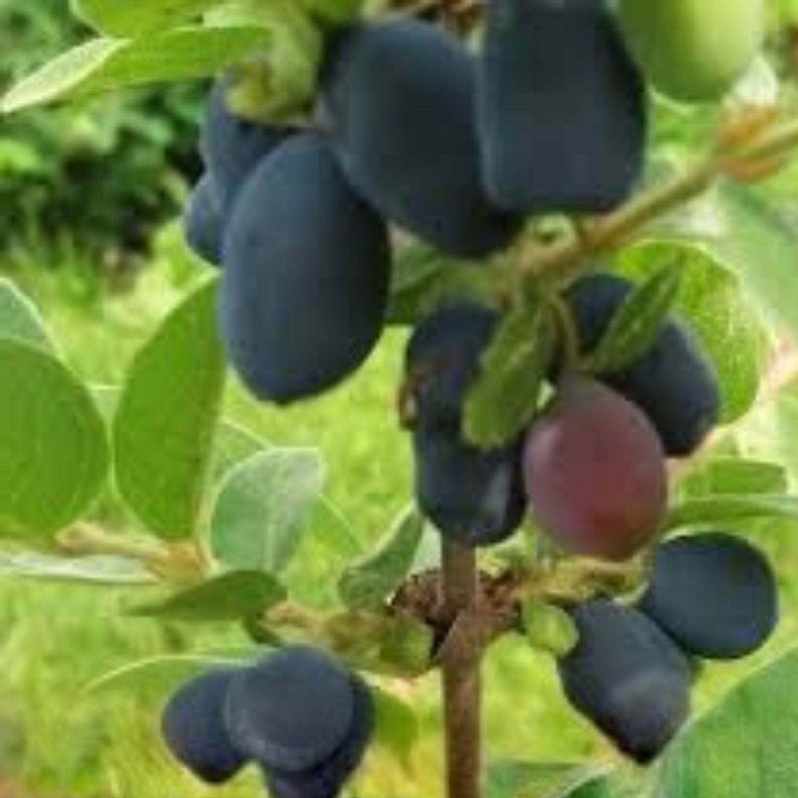 Honeyberry Cuttings 8 pcs 6-8" Berry Blue Lonicera caerulea Live Planting Material for Gardening