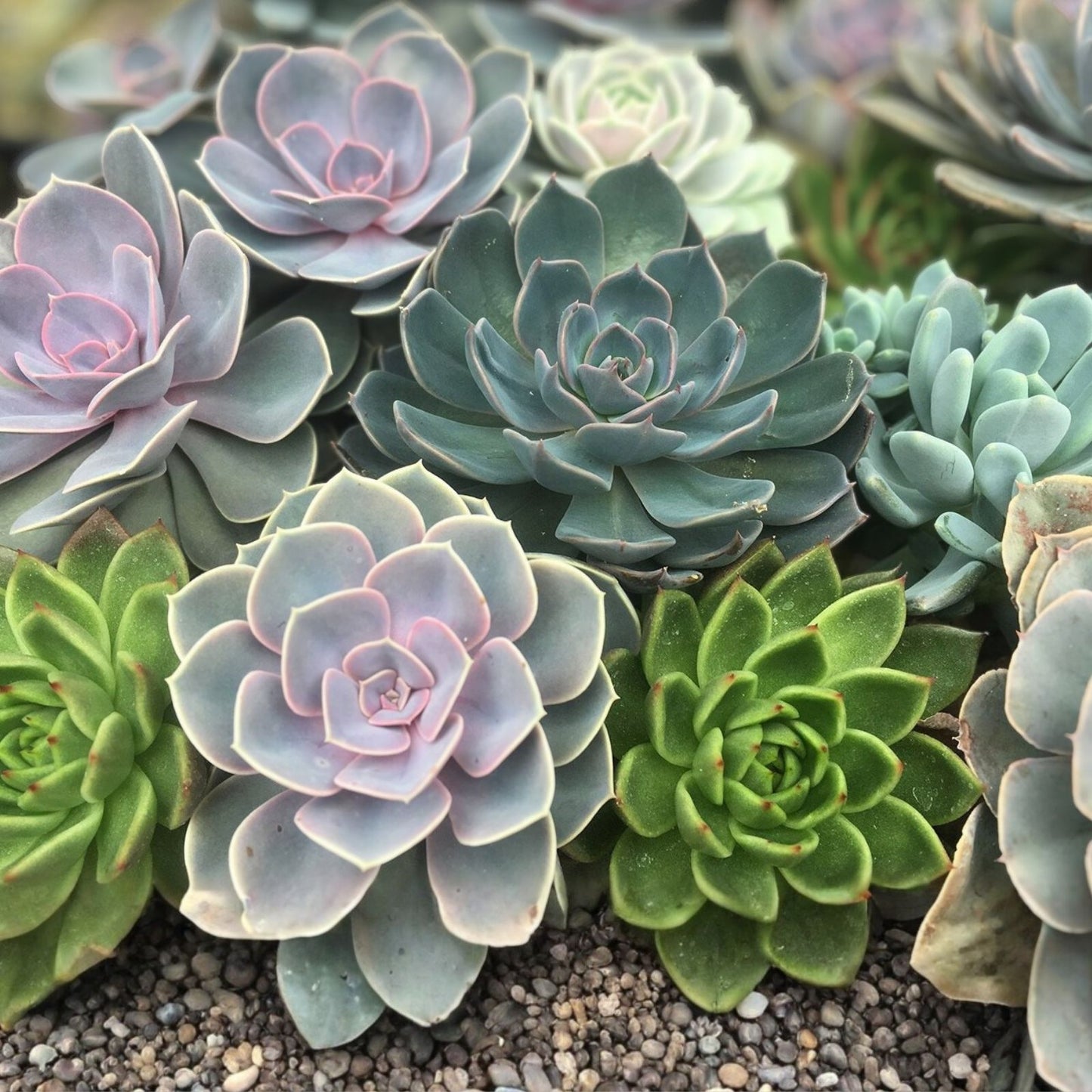 Large Succulent Cuttings 4-6" Mixed Varieties, 10 Healthy Easy Root Succulents for DIY Planting