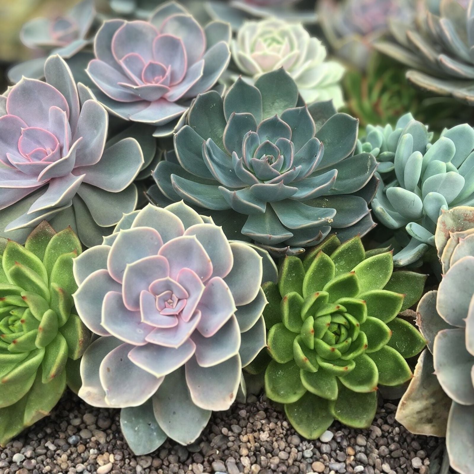 Large Succulent Cuttings 4-6" Mixed Varieties, 10 Healthy Easy Root Succulents for DIY Planting