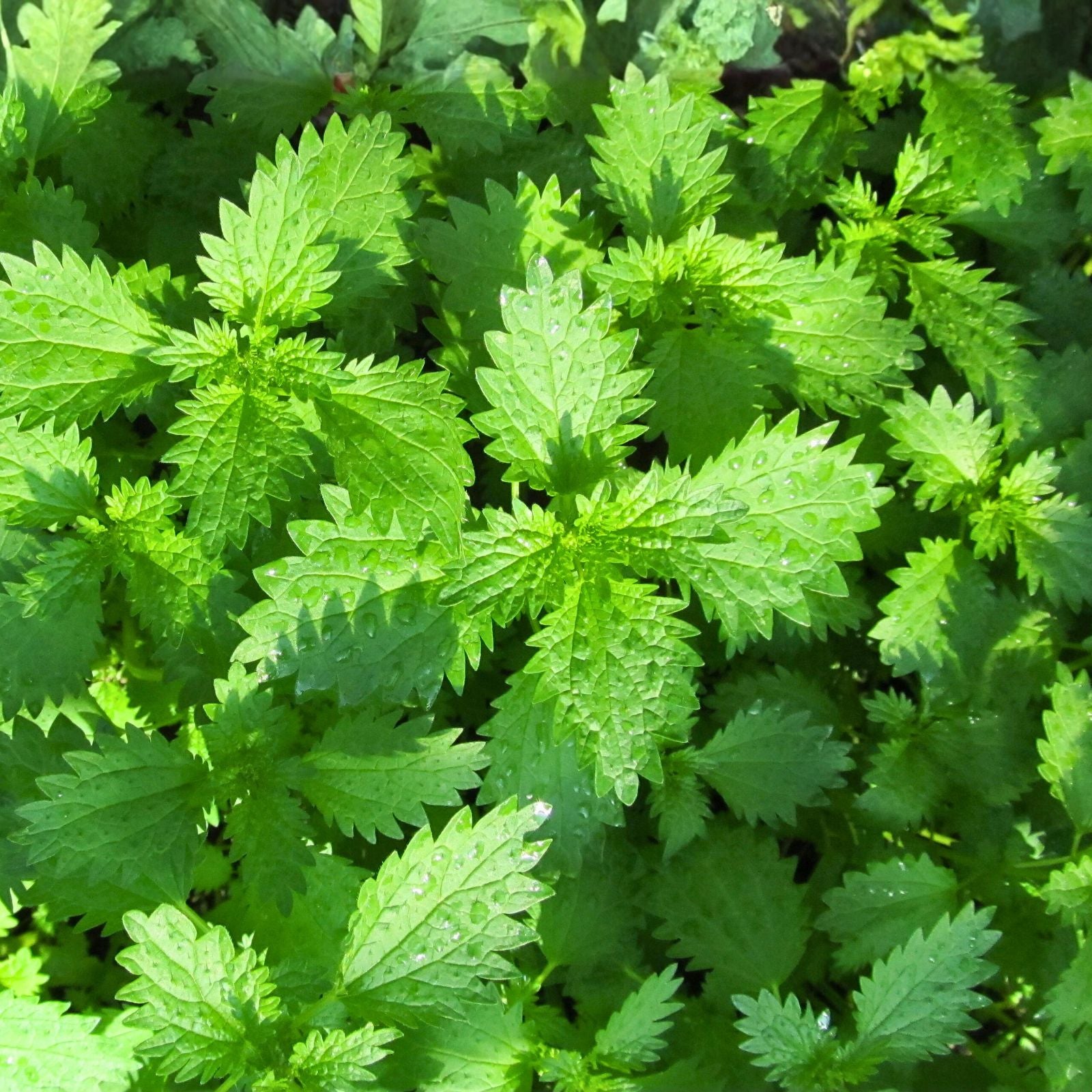 Anise Seeds 200+ Heirloom Seeds – Unique Flavor & Aroma – Culinary Herb & Spice – Pimpinella anisum