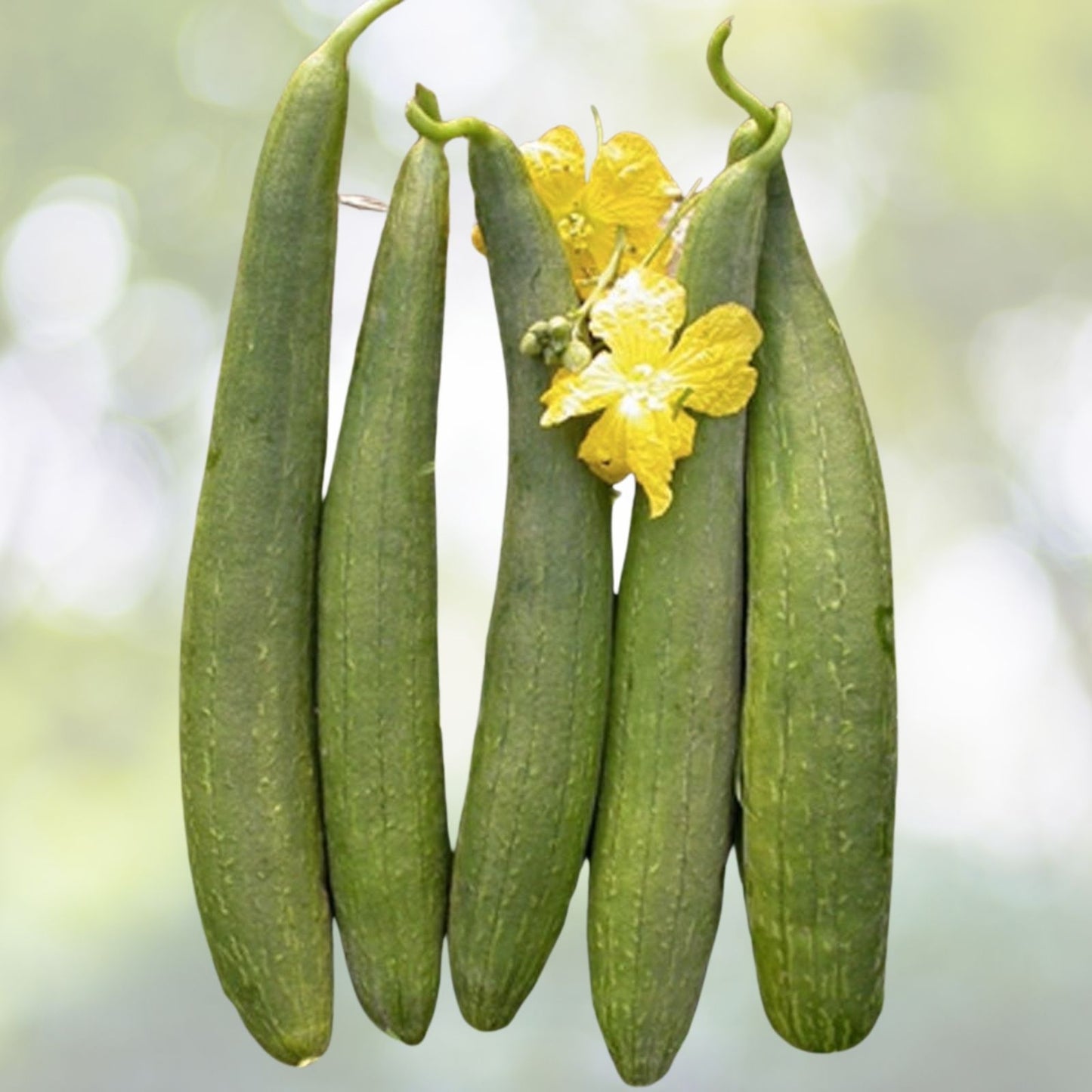 Sponge Dishcloth Gourd Seeds - 15+ Luffa Gourd Smooth Loofah (Chinese Sigua) - Versatile Gardening Seeds for USA
