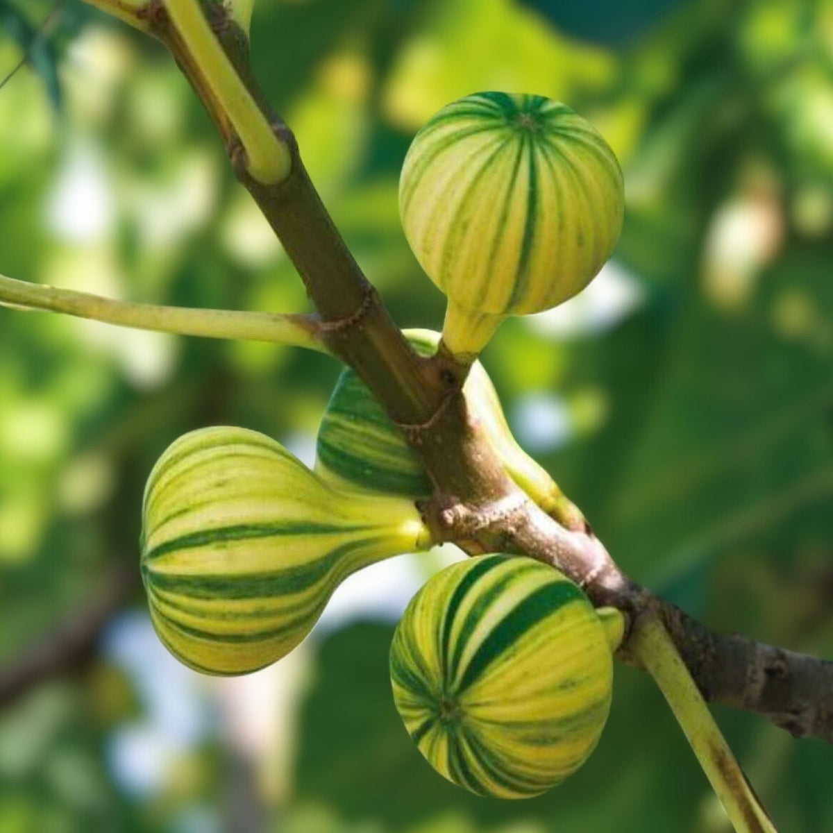 Tiger Fig Cuttings Panache Variety Ficus carica Variegated Figs for Home Gardening and Plant Enthusiasts