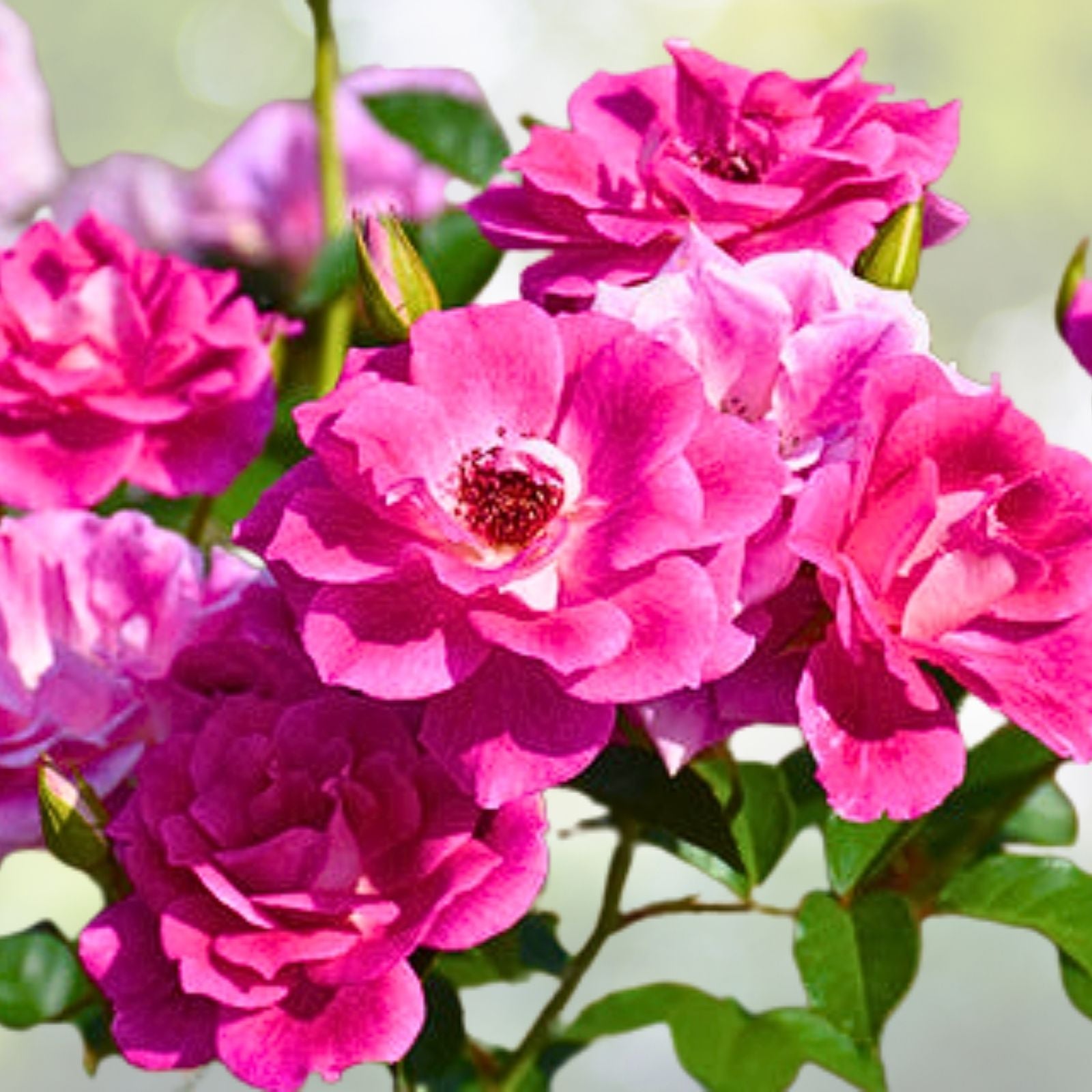 Floribunda Rose Cuttings 3-Pack Brilliant Pink Iceberg Rosa 'Brilliant Pink Iceberg'