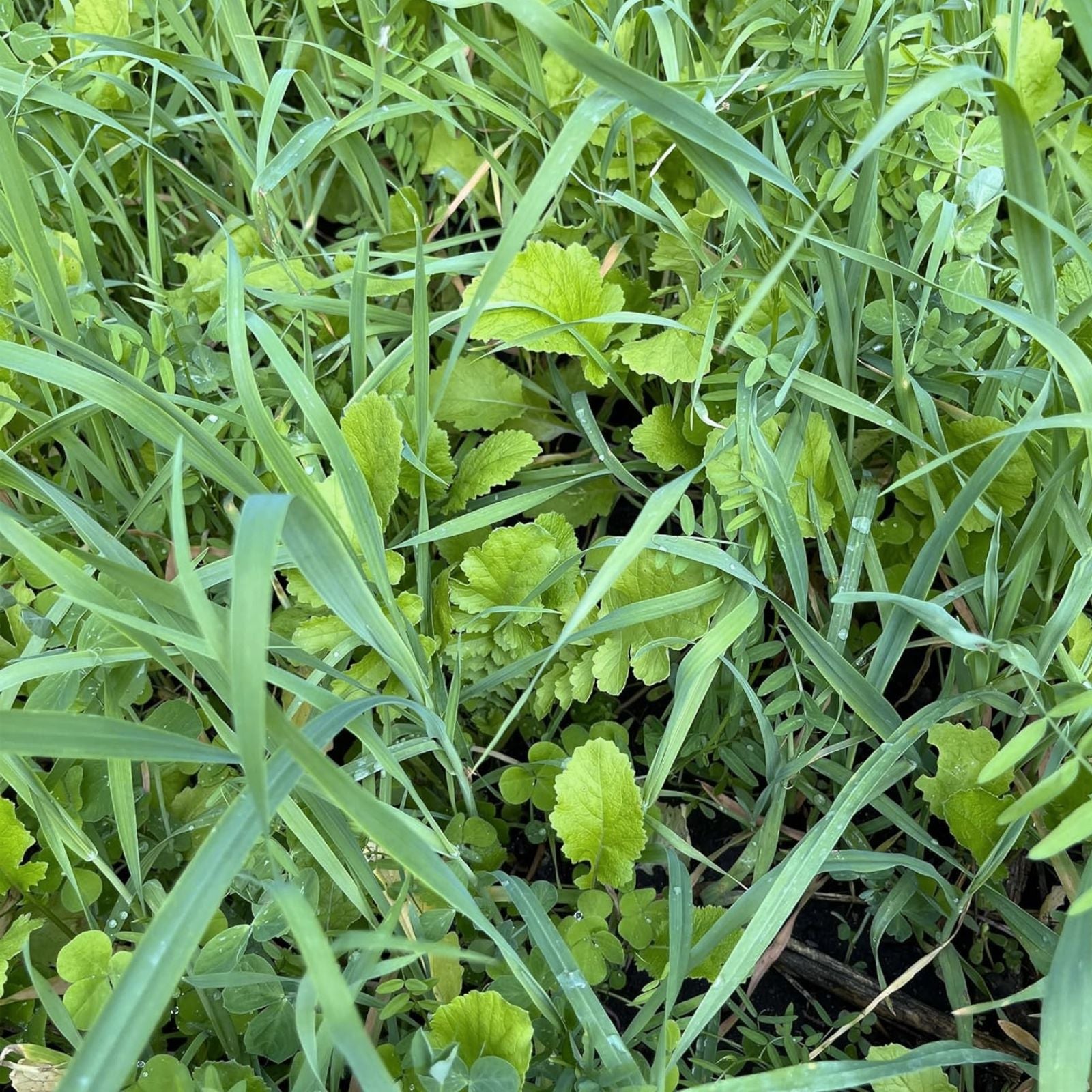No-Till Garden Cover Crop Seeds 1 lb Mix for Soil Health Erosion Control Organic Gardening Cover Crop Blend