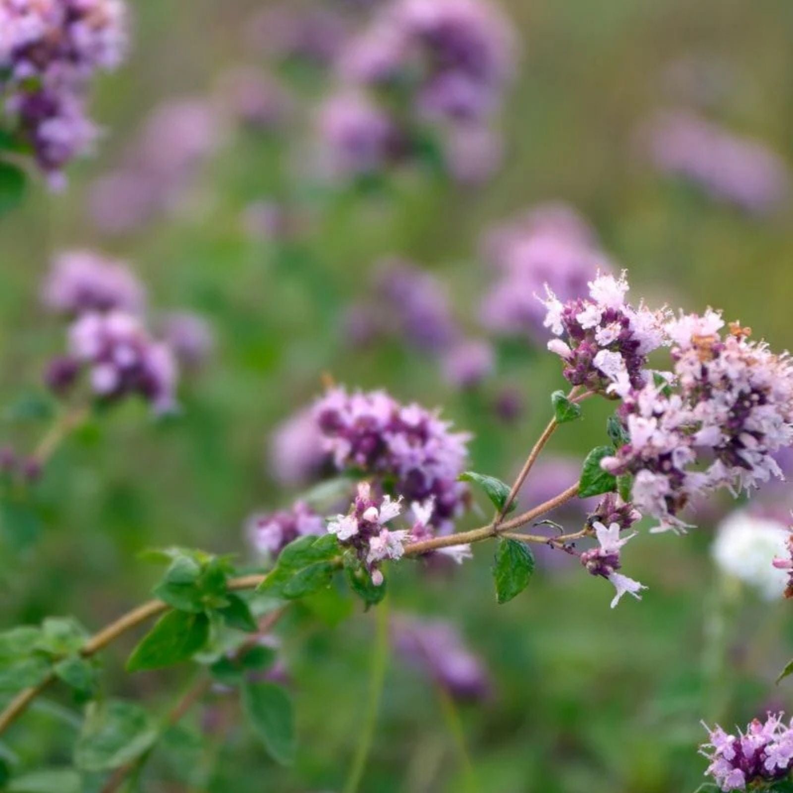 Oregano Seeds 500 Pack Greek Variety Origanum vulgare var. hirtum Herb Seeds for Cooking and Gardening