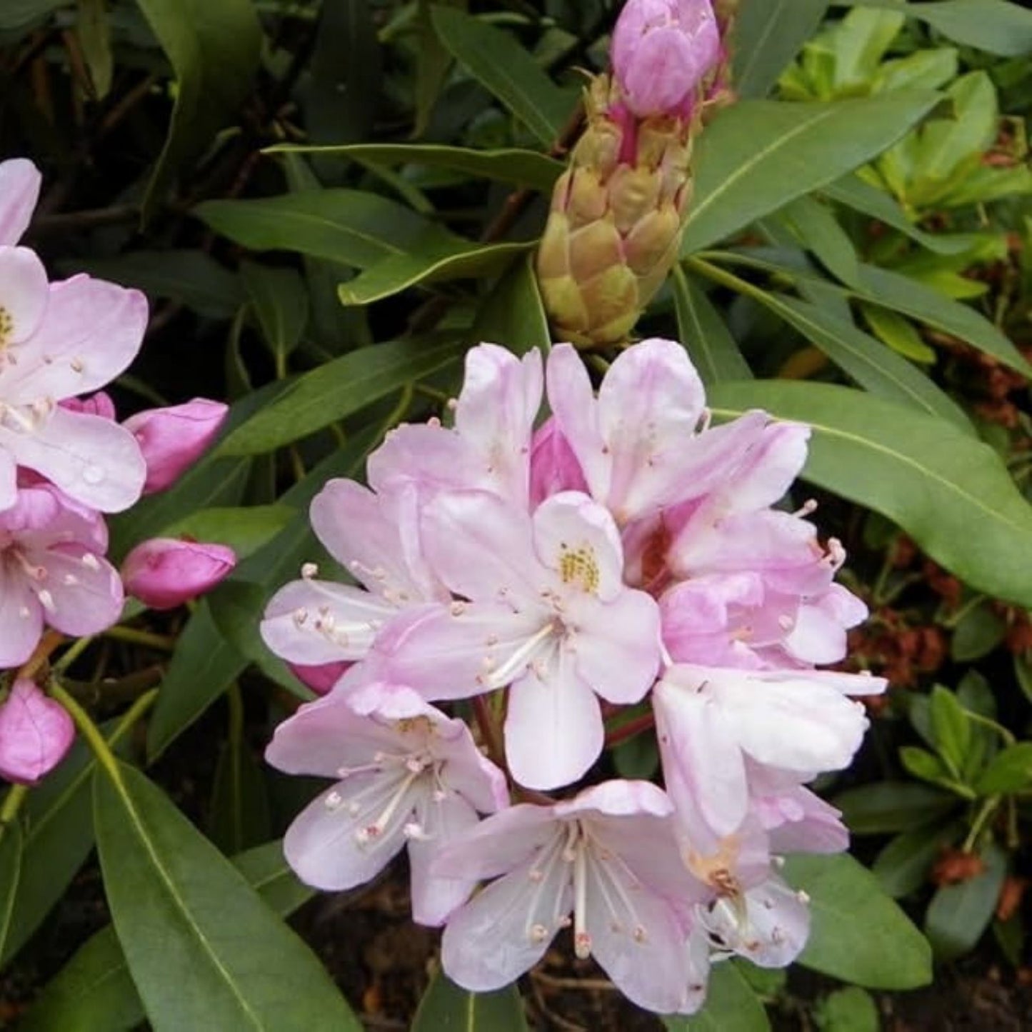 Azalea Seeds 50+ Light Pink Rhododendron Maximum Perennial Flower Bush Garden Plant