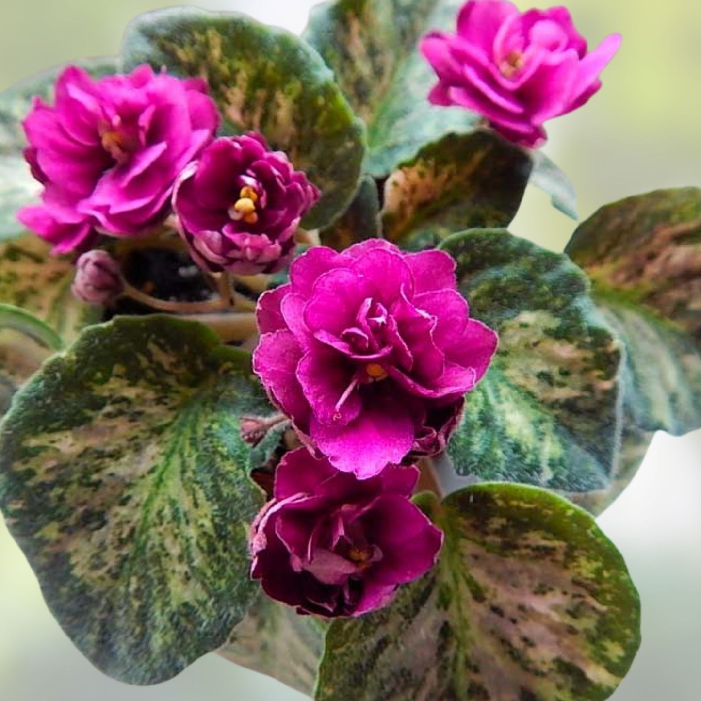 African Violet Unrooted Leaves 2 Fresh Cut Witch Doctor Variety Saintpaulia Houseplant Cuttings