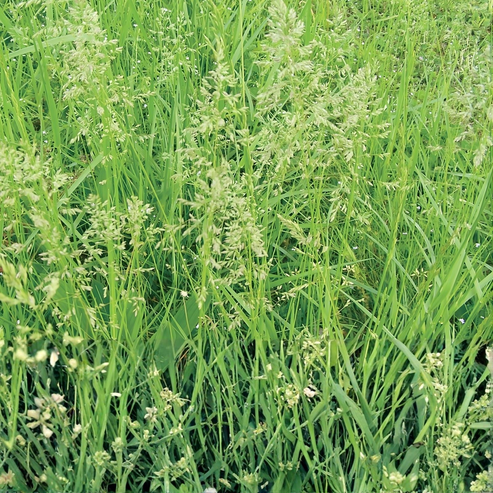 Creeping Red Fescue Seeds 1,000 Count - Festuca rubra for Lawn, Erosion Control, Shade Areas, Ground Cover