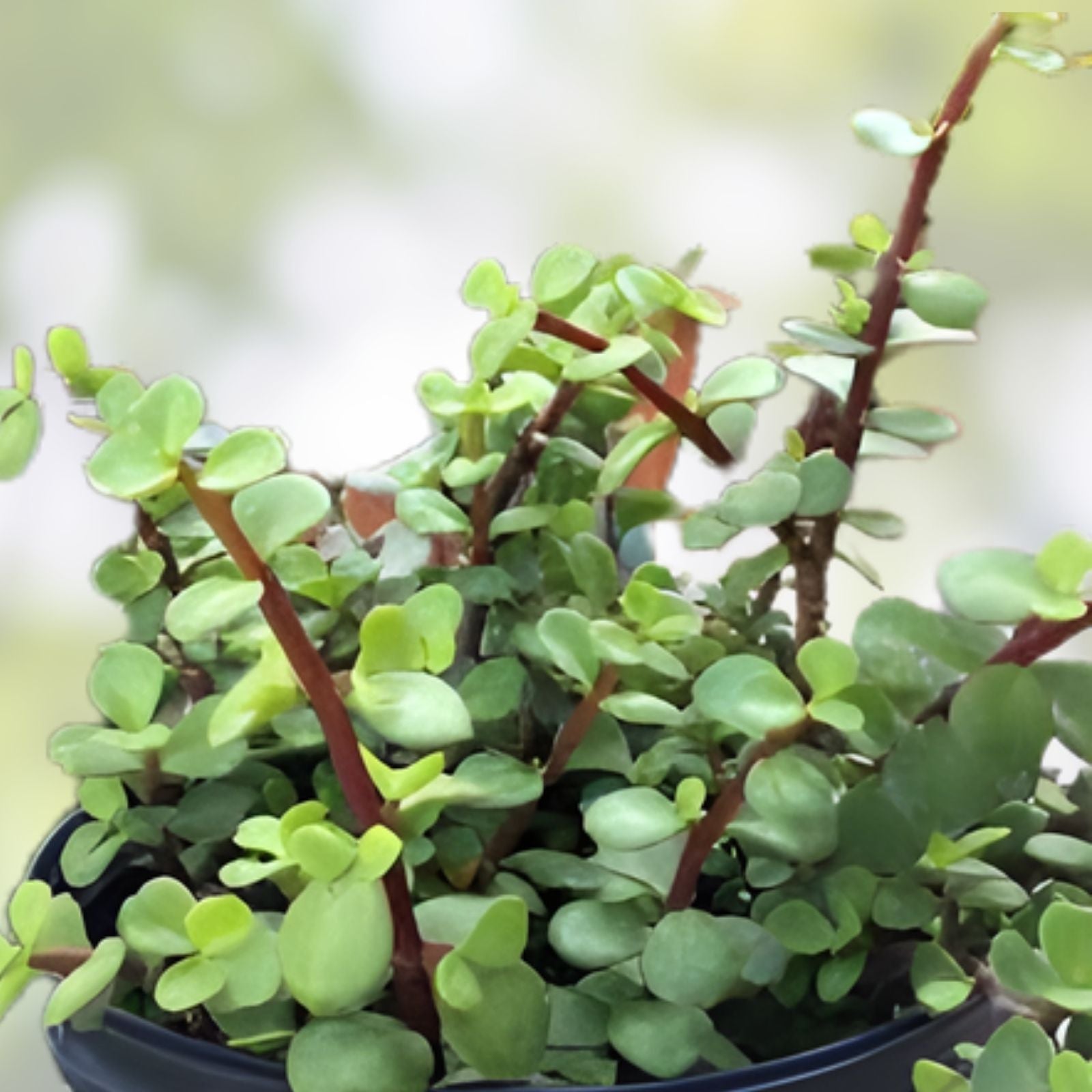 Succulent Cuttings 5 Pack - Portulacaria Afra Clippings for Home Decor and Planting - Easy to Grow Indoor Plants