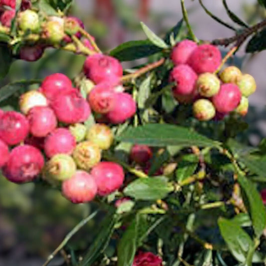 Florida Rose Blueberry Plant - 5" Starter - Edible Pink Red Berries - Vaccinium spp. - Rabbiteye Hybrid - Self-Fertile