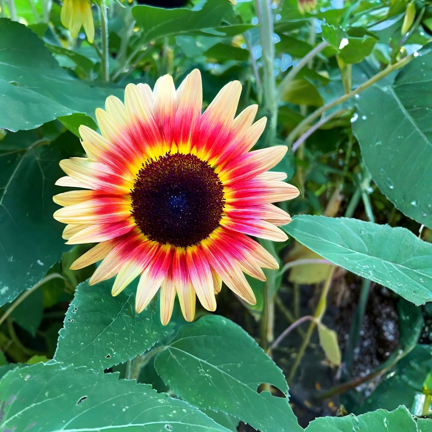 Strawberry Blonde Sunflower Seeds 20 Pack Pink Variety Helianthus Annuus Garden Flower Seeds