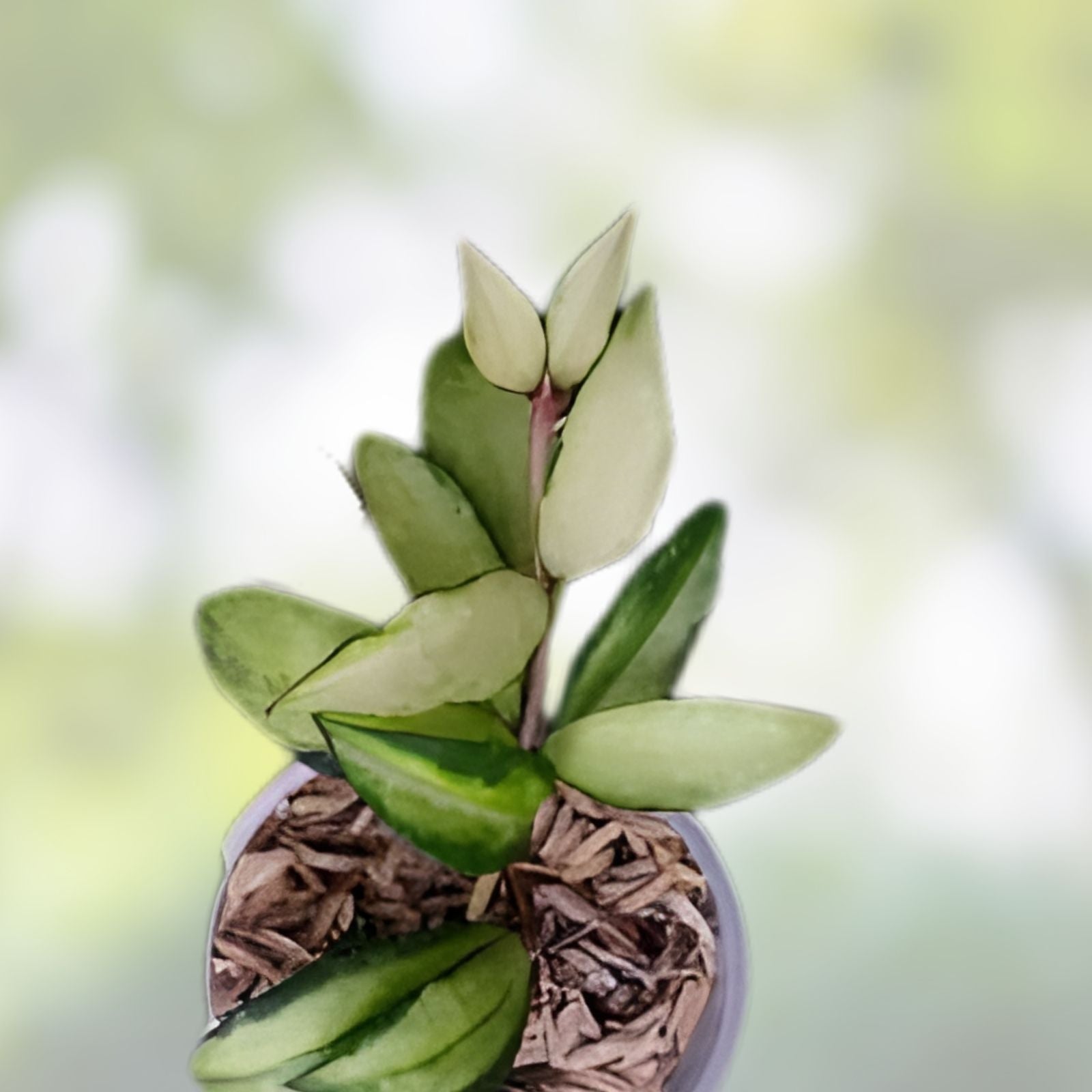 Hoya Plant Lacunosa Souma - Variegated Indoor Houseplant - Exotic Hoya lacunosa, Low Maintenance, Green and White Foliage