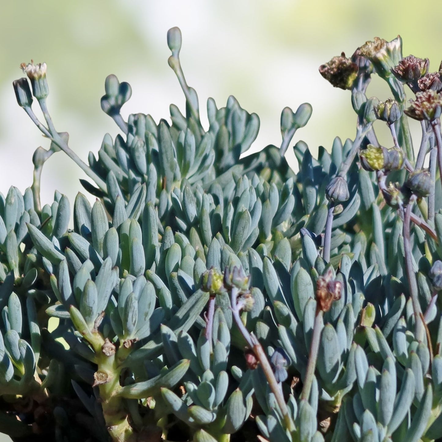 Senecio Mandraliscae Blue Chalk Sticks Succulent Plant Cuttings – 6 Healthy Propagation Cuttings, Easy to Grow, Ornamental Succulent