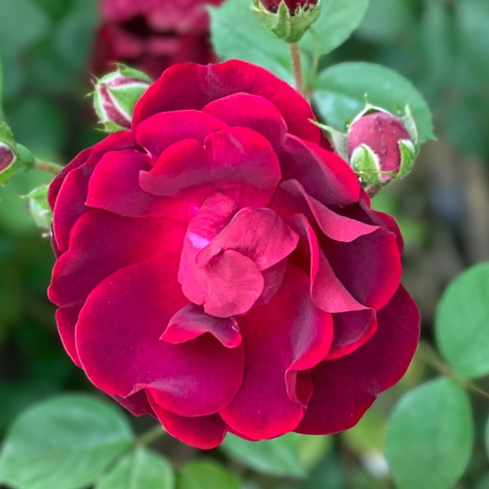 Organic Pink Rose Cuttings - 5 Pack Ready to Root Rosa spp. Garden Planting Material
