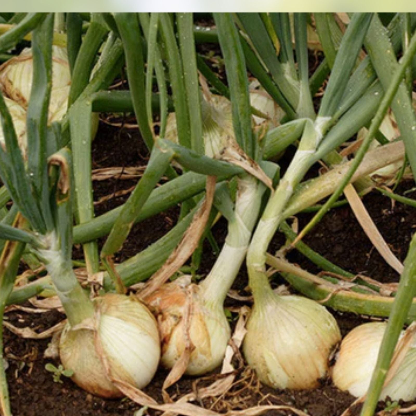 Stuttgarter Onion Sets for Planting - Bulb Variety, 1 lb - Allium cepa, Onion Bulbs for Gardening and Vegetables