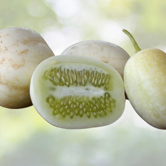 Crystal Apple Cucumber Seeds - 20 Non-GMO Heirloom Seeds (Cucumis Sativus) for Home Gardening