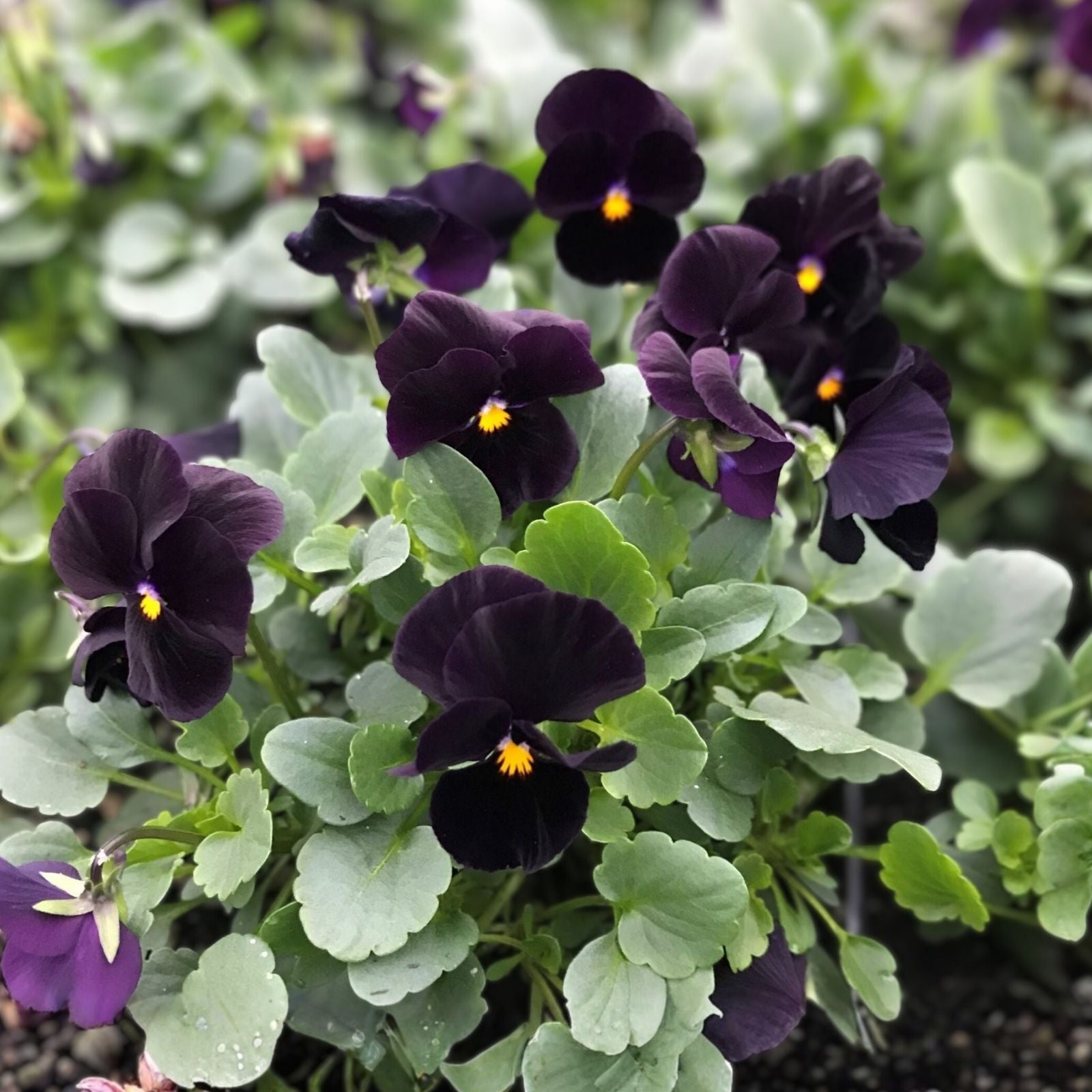 Black Pansy Seeds - 100+ Seeds - Stunning Black Viola Tricolor Flower Seeds for Garden and Landscaping