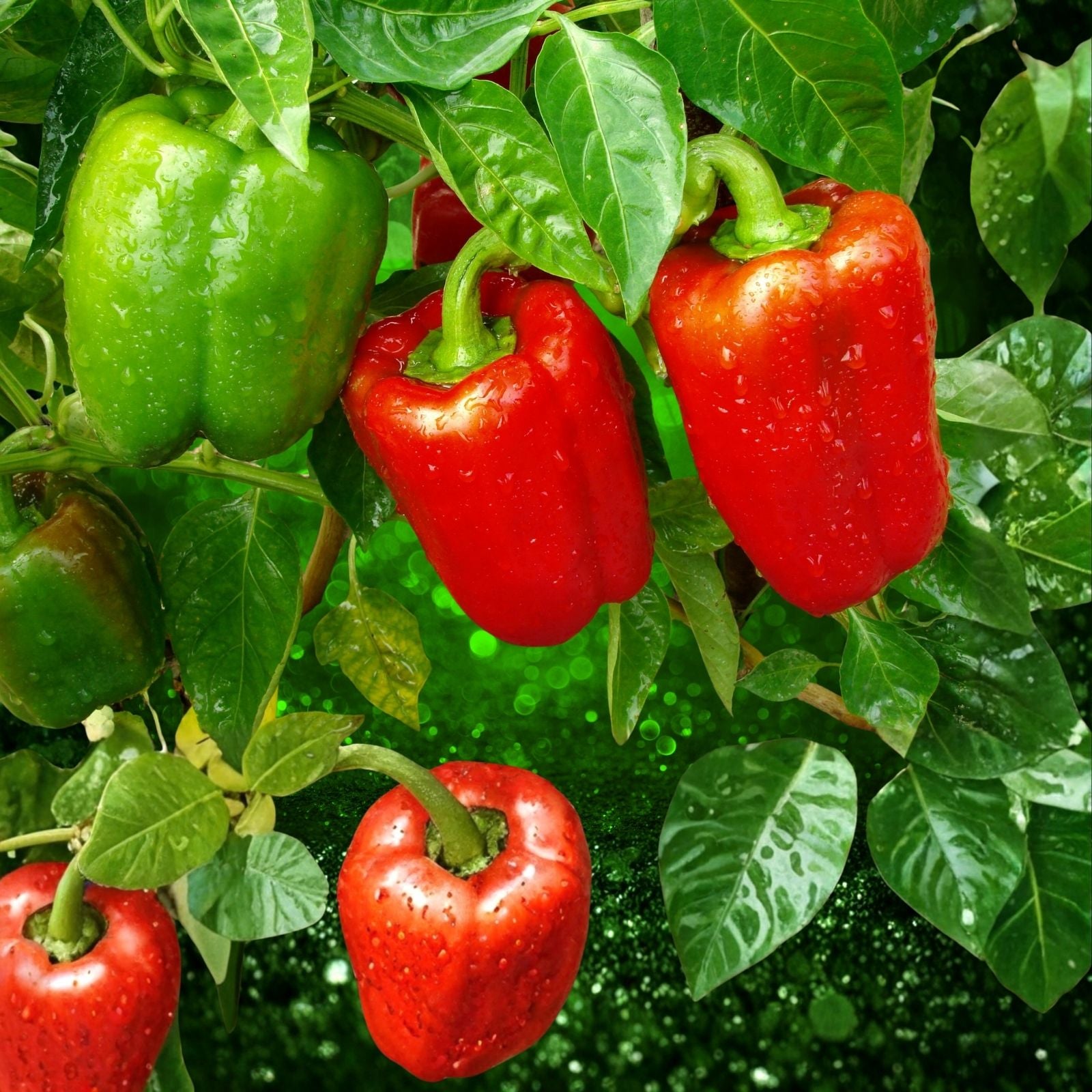Sweet Pepper Seeds Set of 100 – Keystone Resistant Giant Capsicum annuum Non-GMO Heirloom Gardening