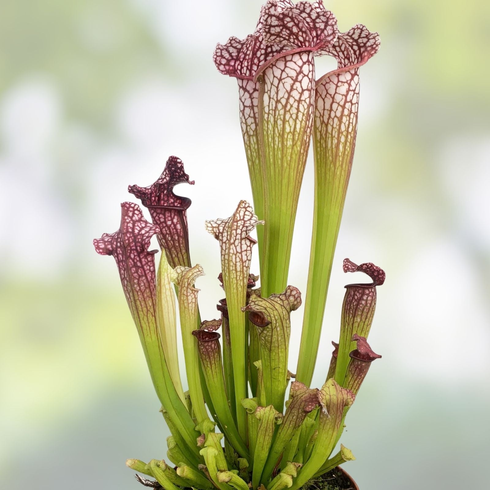 Sarracenia Pitcher Plant - Persian Rug Variety - Live Rare Carnivorous Botanical Decor - Unique Collector's Plant