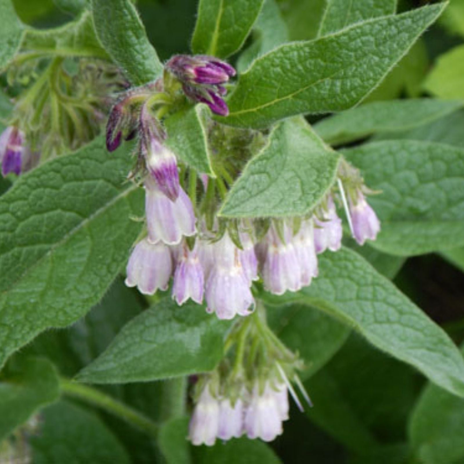 Live Russian Comfrey Plant Root Crowns – Bocking #4, Organic Herb for Gardening & Medicinal Use, Symphytum × uplandicum, 2,5 lbs