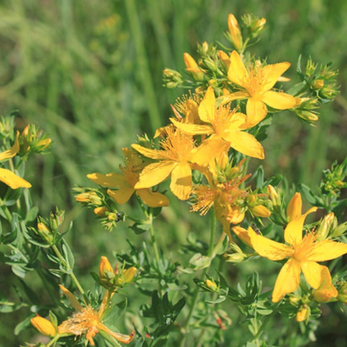 St John Wort Herb Seeds 500 Pack, Medicinal Plant, Hypericum perforatum, Perennial Herb for Planting