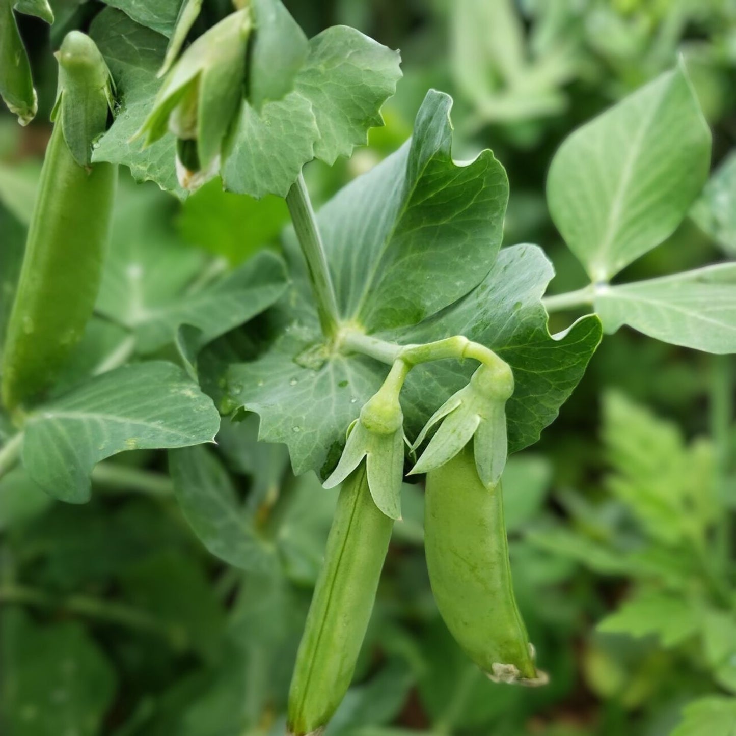 Sugar Snap Pea Seeds, Heirloom Non-GMO, 100+ Seeds, Edible Pods, Pisum sativum, Vegetable Garden, Organic Pea Seeds