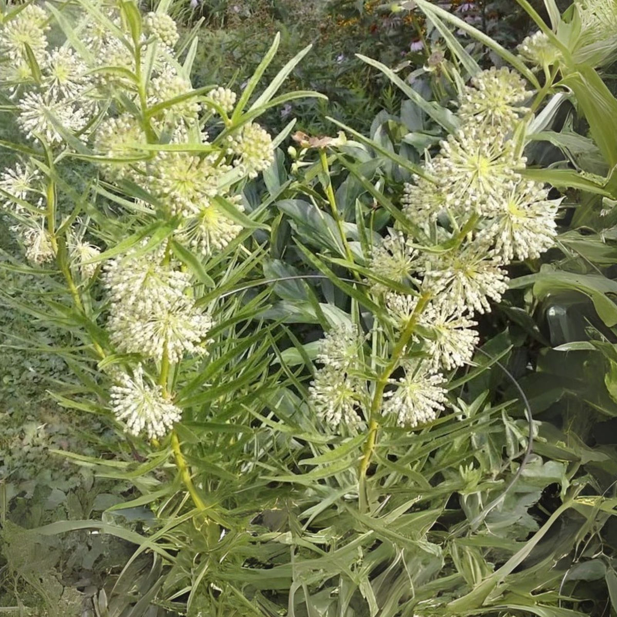 Tall Green Milkweed Seeds (50 Seeds) - Asclepias hirtella - Native Pollinator Planting