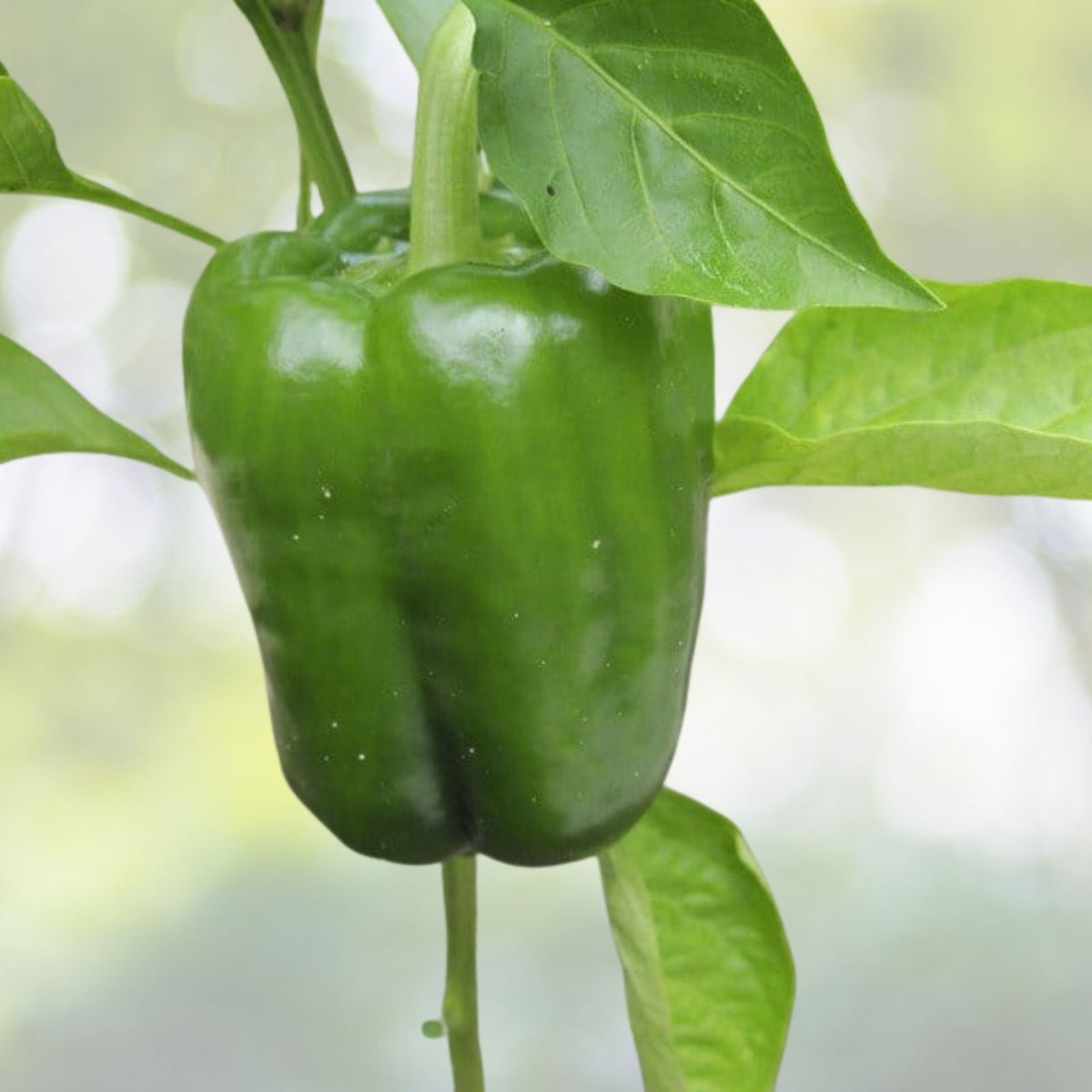 California Wonder Bell Pepper Seeds | Heirloom Non-GMO Vegetable Seeds | Capsicum annuum for Home Garden