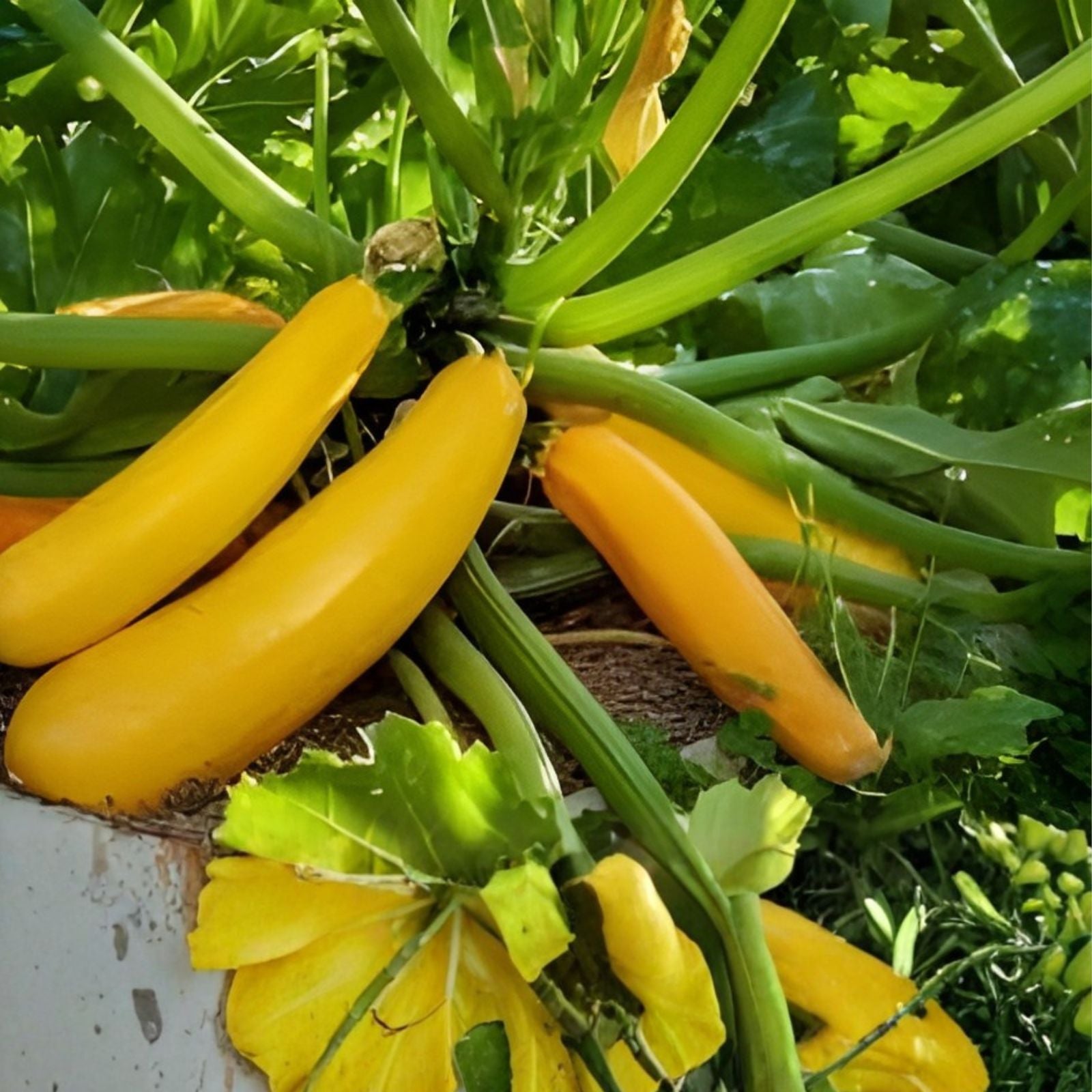 Goldy Squash Seeds 10 Pack - Golden Zucchini Variety - Cucurbita pepo - Organic Vegetable Seeds for Gardening