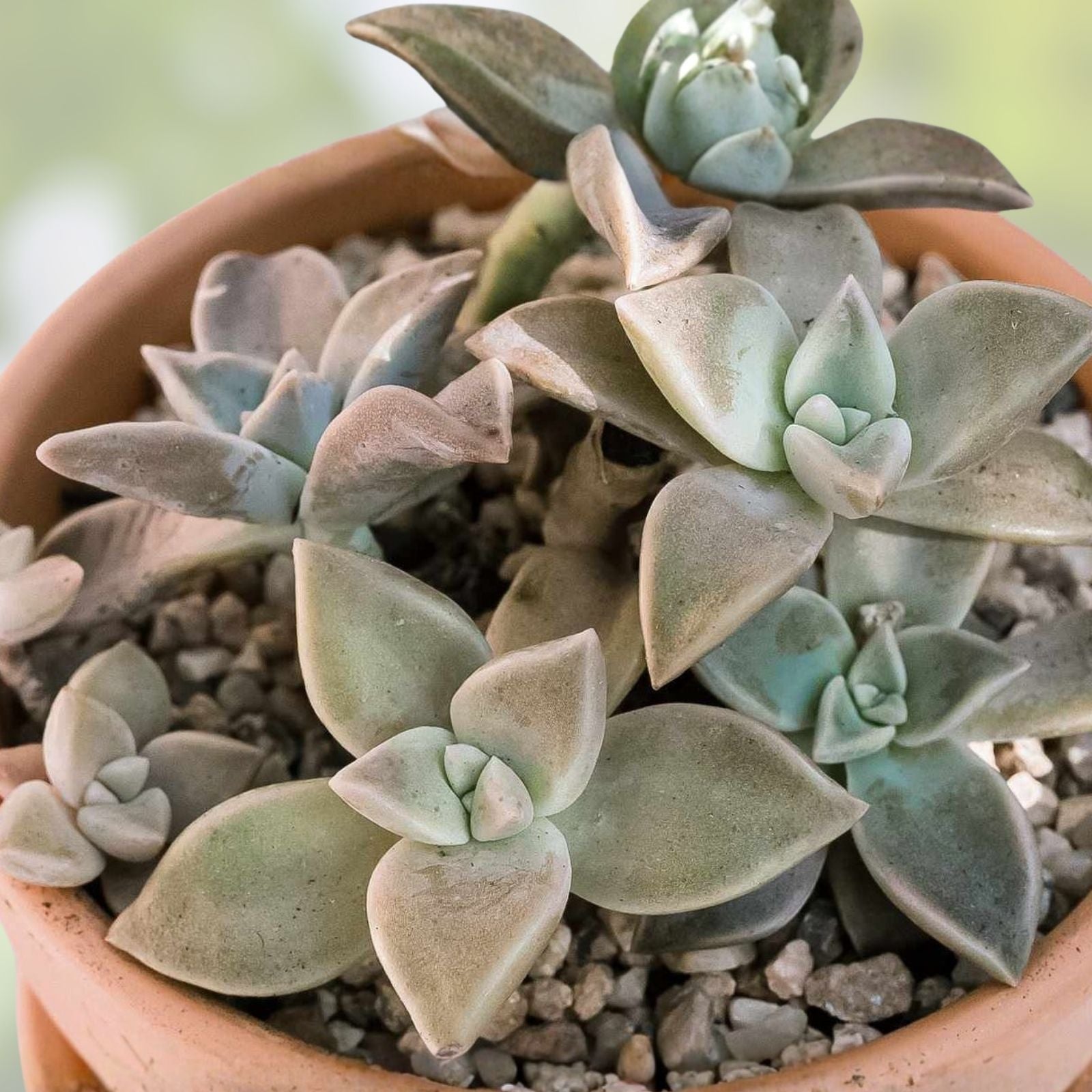 Ghost Plant Cuttings - Graptosedum Rosette Succulent for Home Decor and Gardening