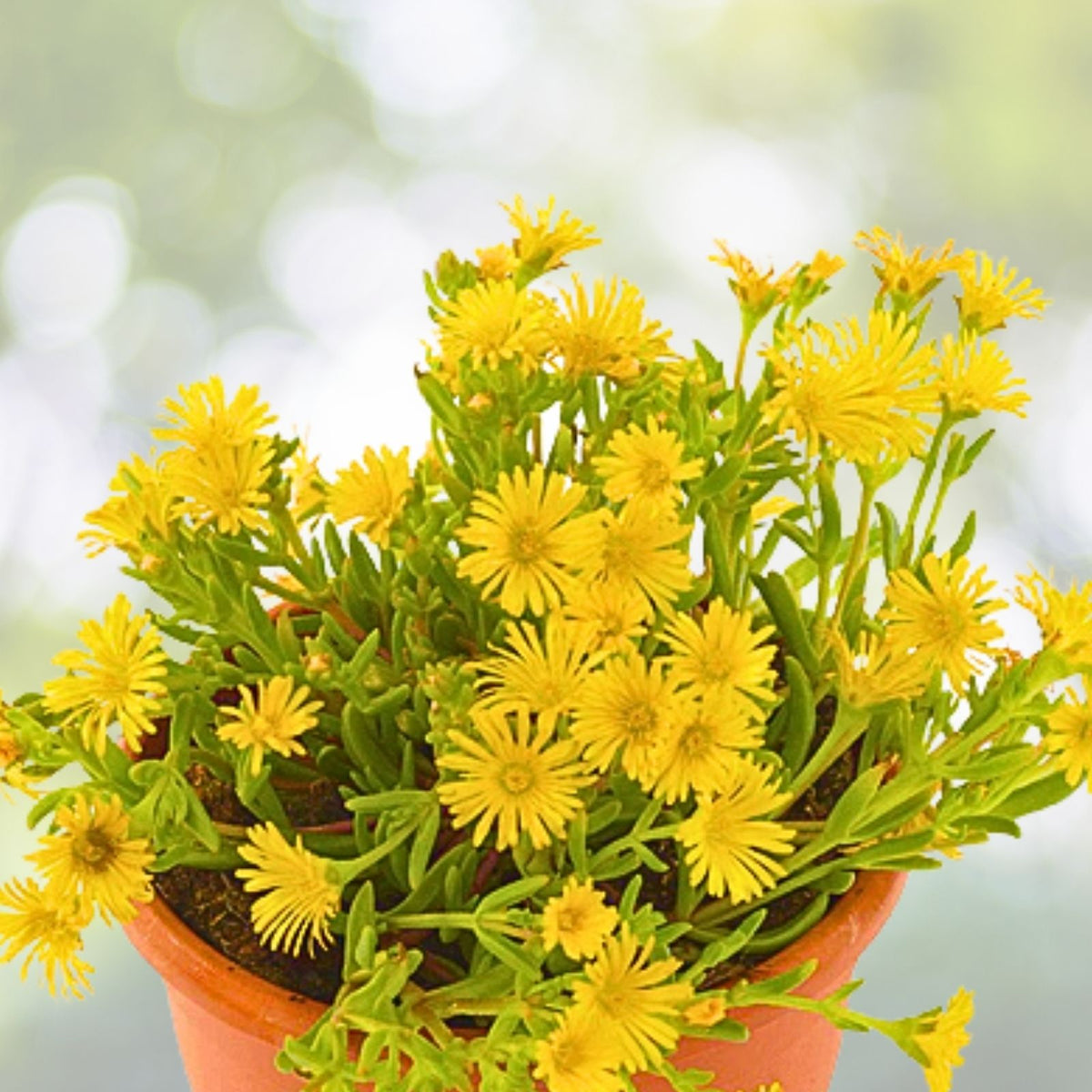 Yellow Ice Plant Live - 1 Pot - Vibrant Succulent Ground Cover - Delosperma cooperi