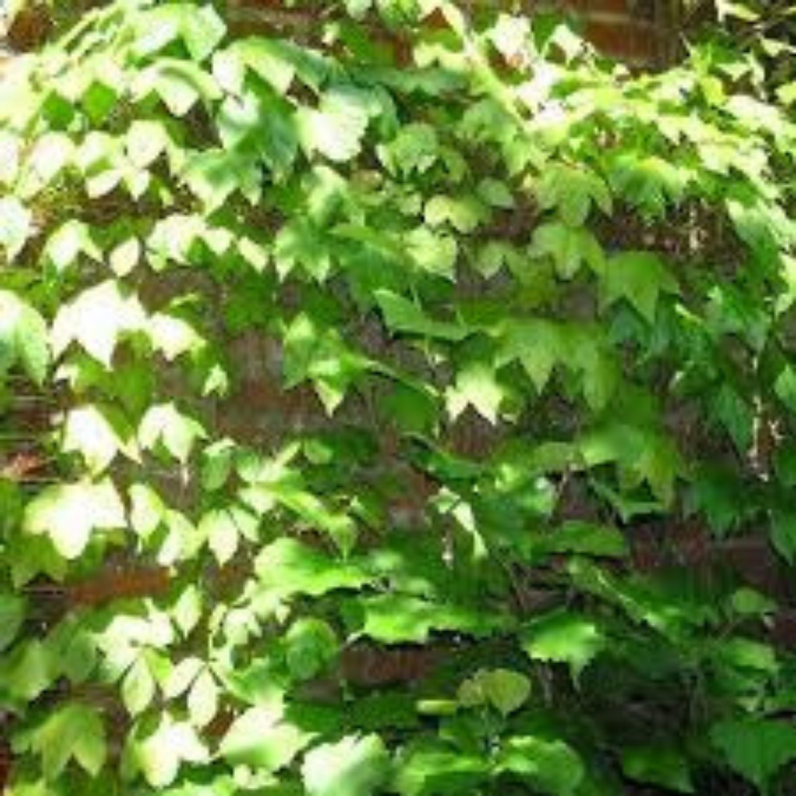 Climbing Ivy Seeds 50 Pack - Boston Ivy Vine - Easy to Grow Parthenocissus tricuspidata Garden Plant